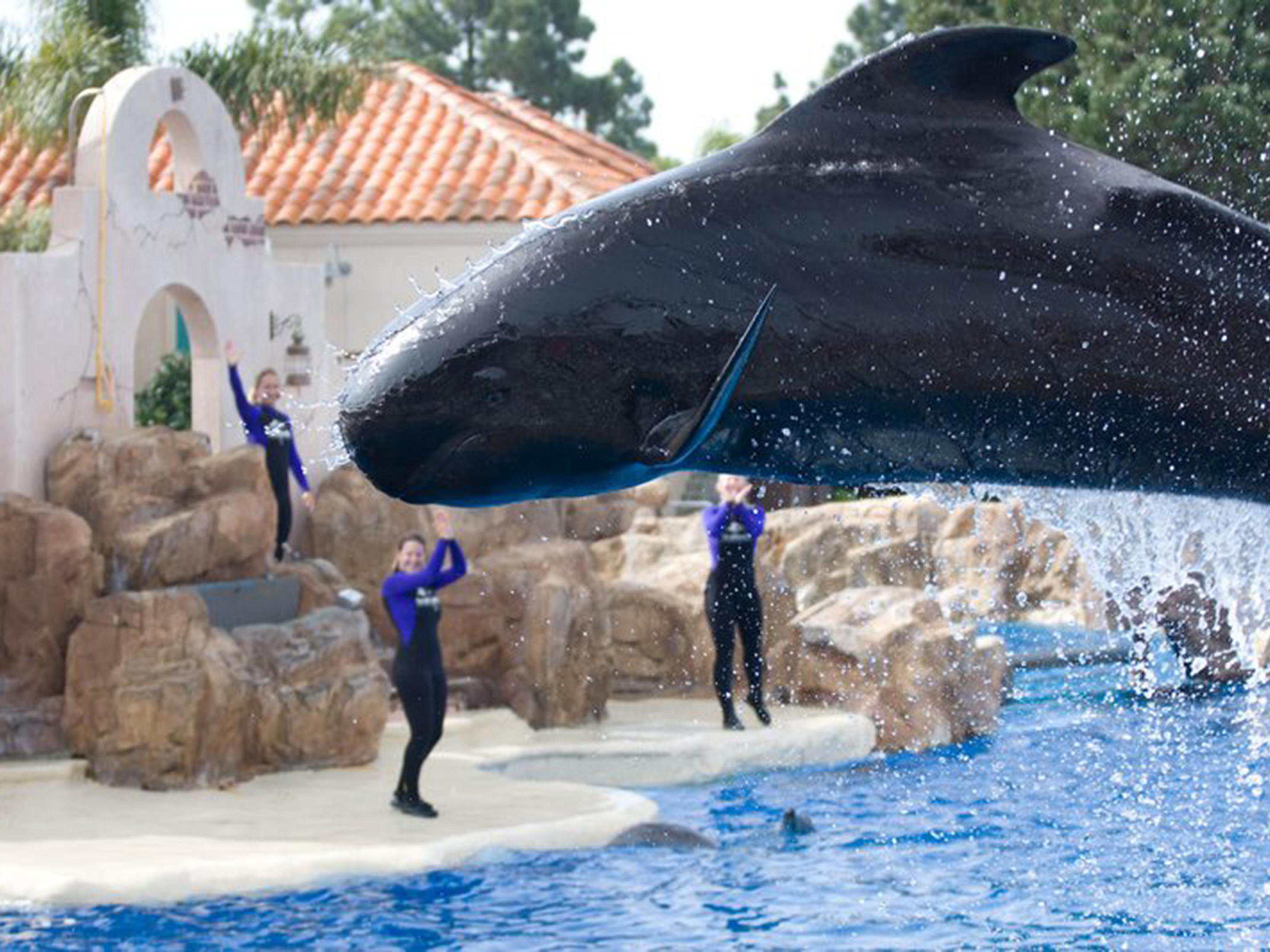 Have a whale of a good time at SeaWorld San Diego.