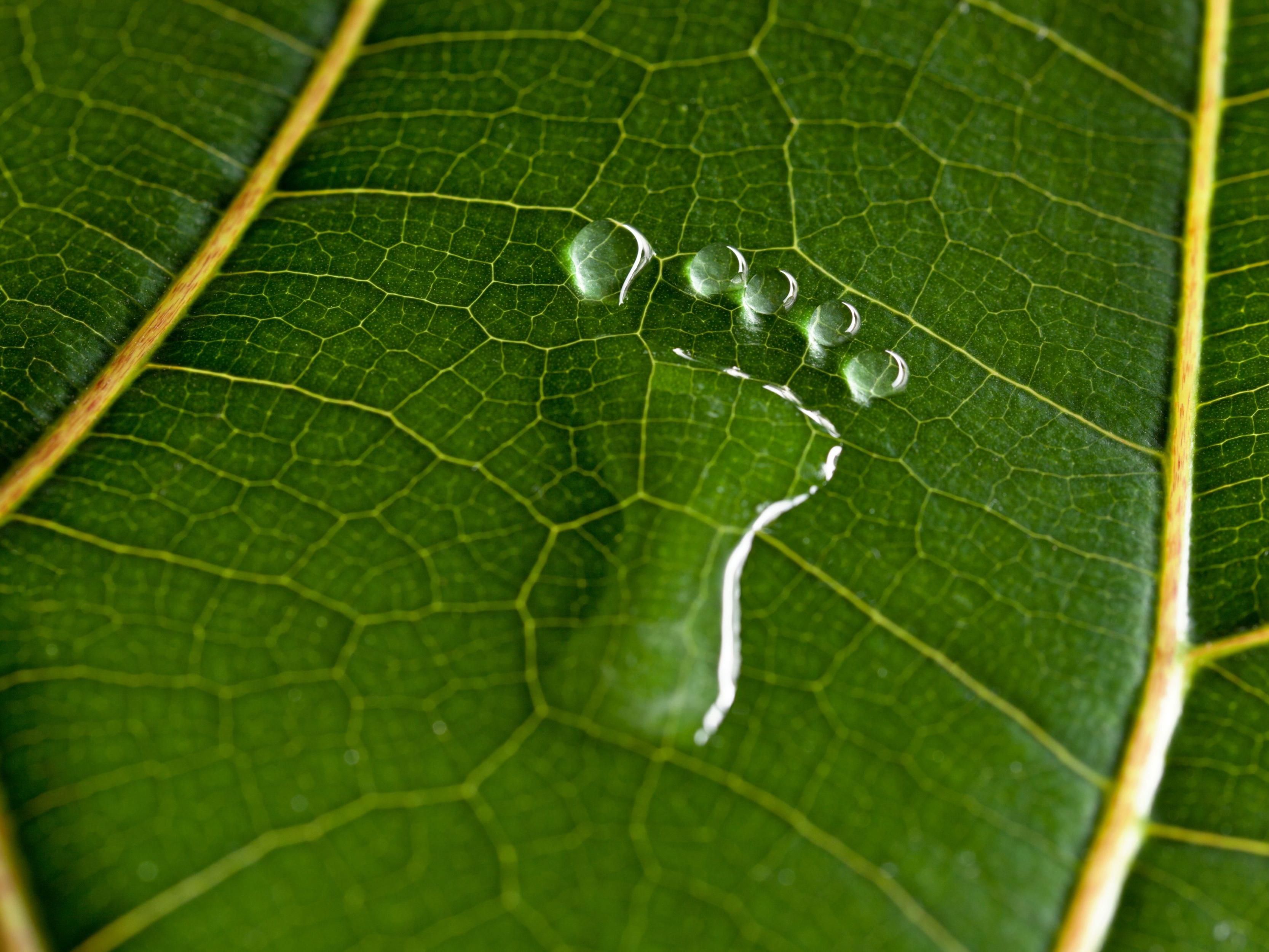 Erase Carbon Footprint