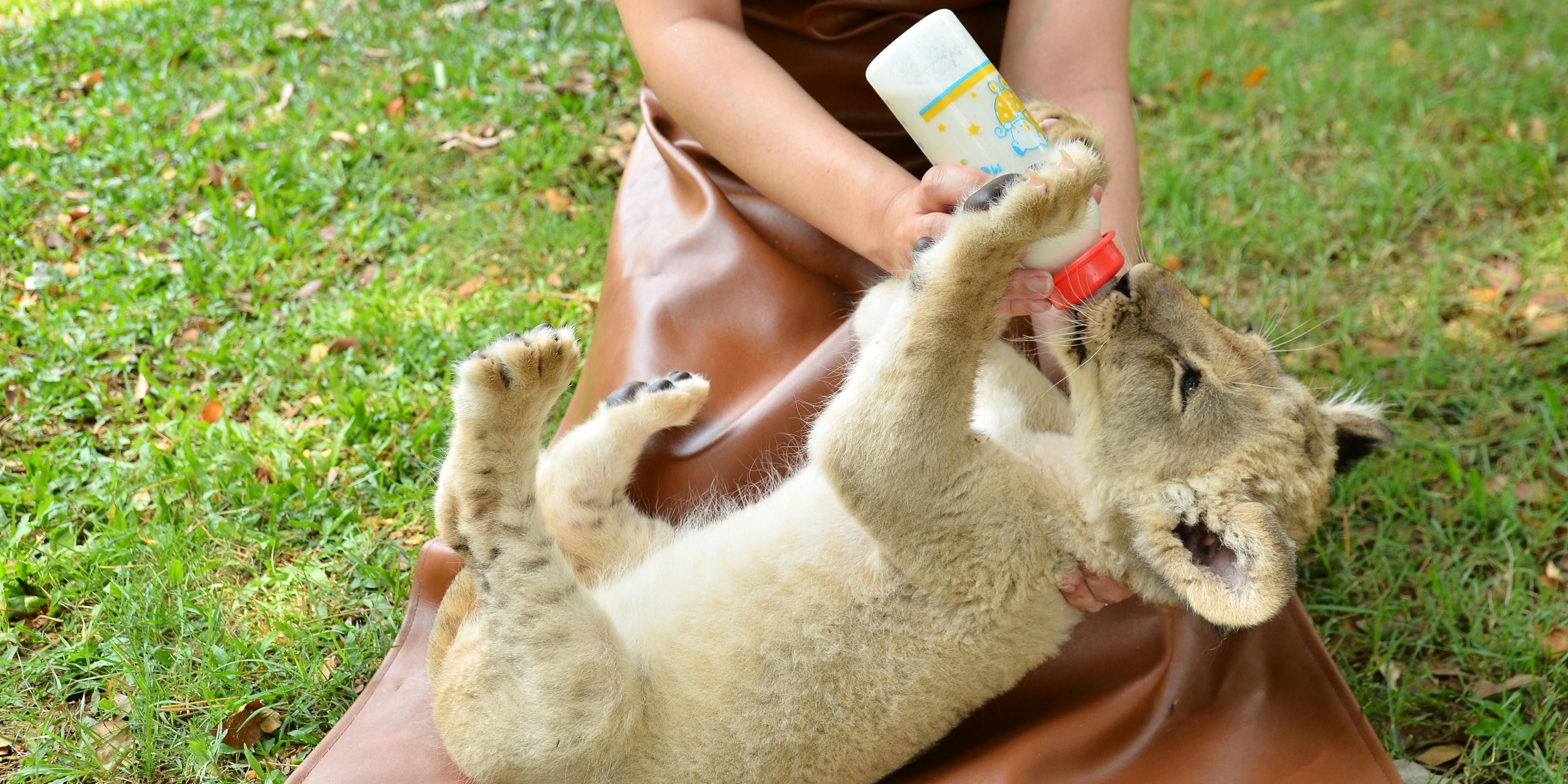 Look she is feeding feeds the lions. Zookeeper feeding. Смотритель зоопарка стоковые фото. Feeding animals. Показательные кормления в зоопарке.