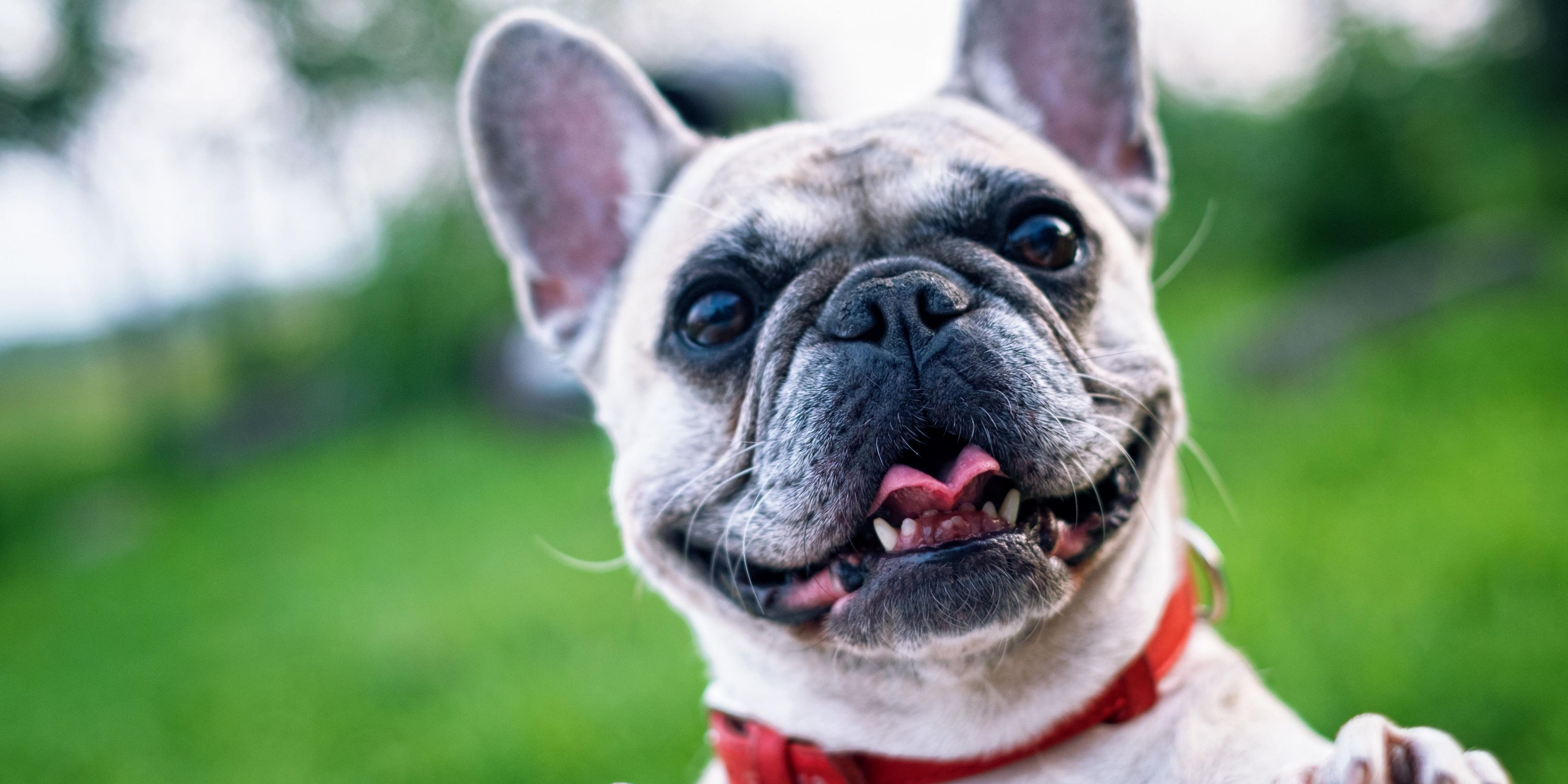 We know your pet is part of the family, especially when you are on the road. That is why we are not just pet friendly but we are pet preferred. Our pet friendly hotel rolls out the red carpet for your fur baby. There is a 20 USD pet fee per night. And we have limited pet friendly rooms so book now.