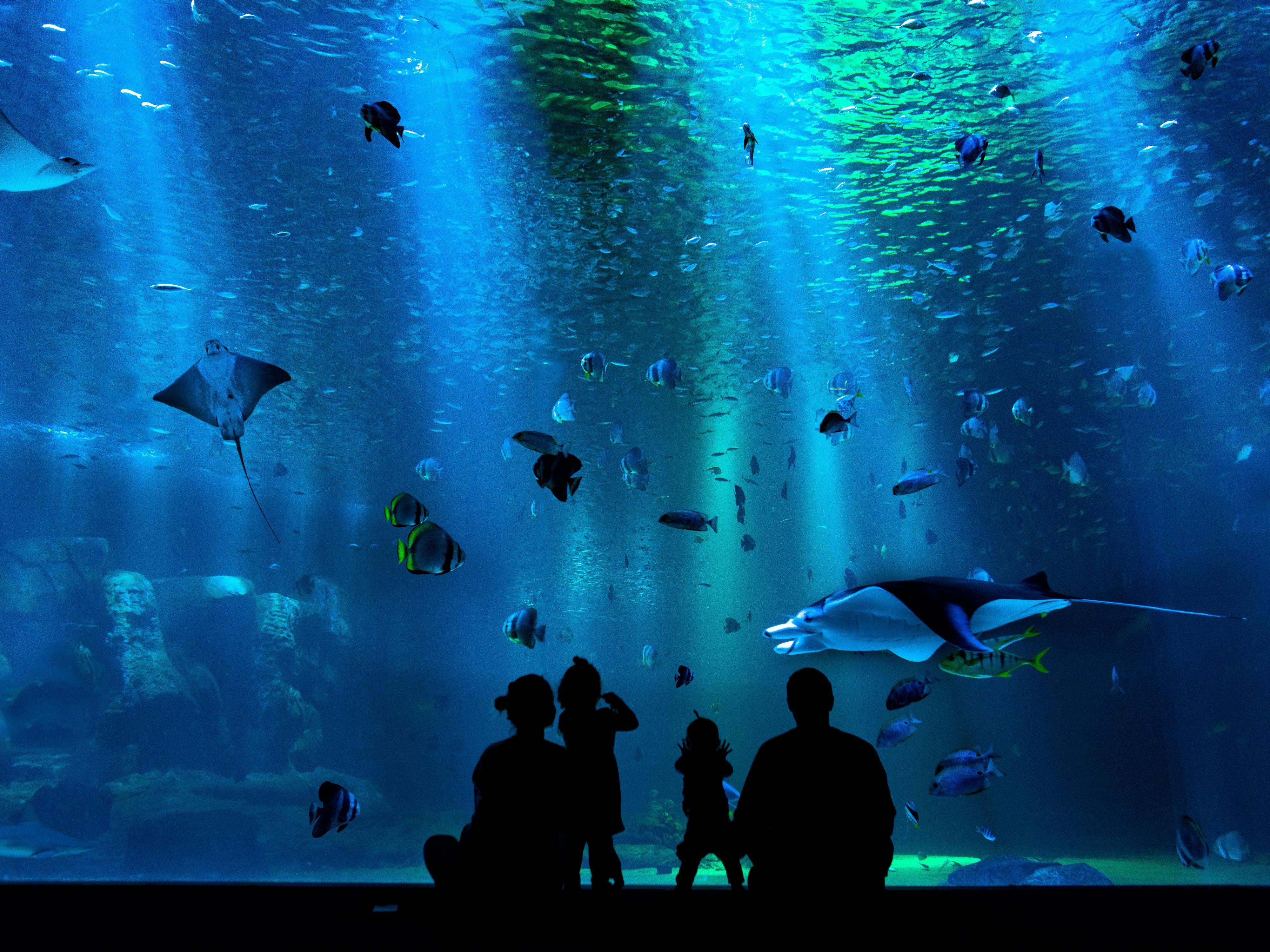 水族館距離飯店僅有很短的車程。 適合全家一同遊玩的絕佳景點 