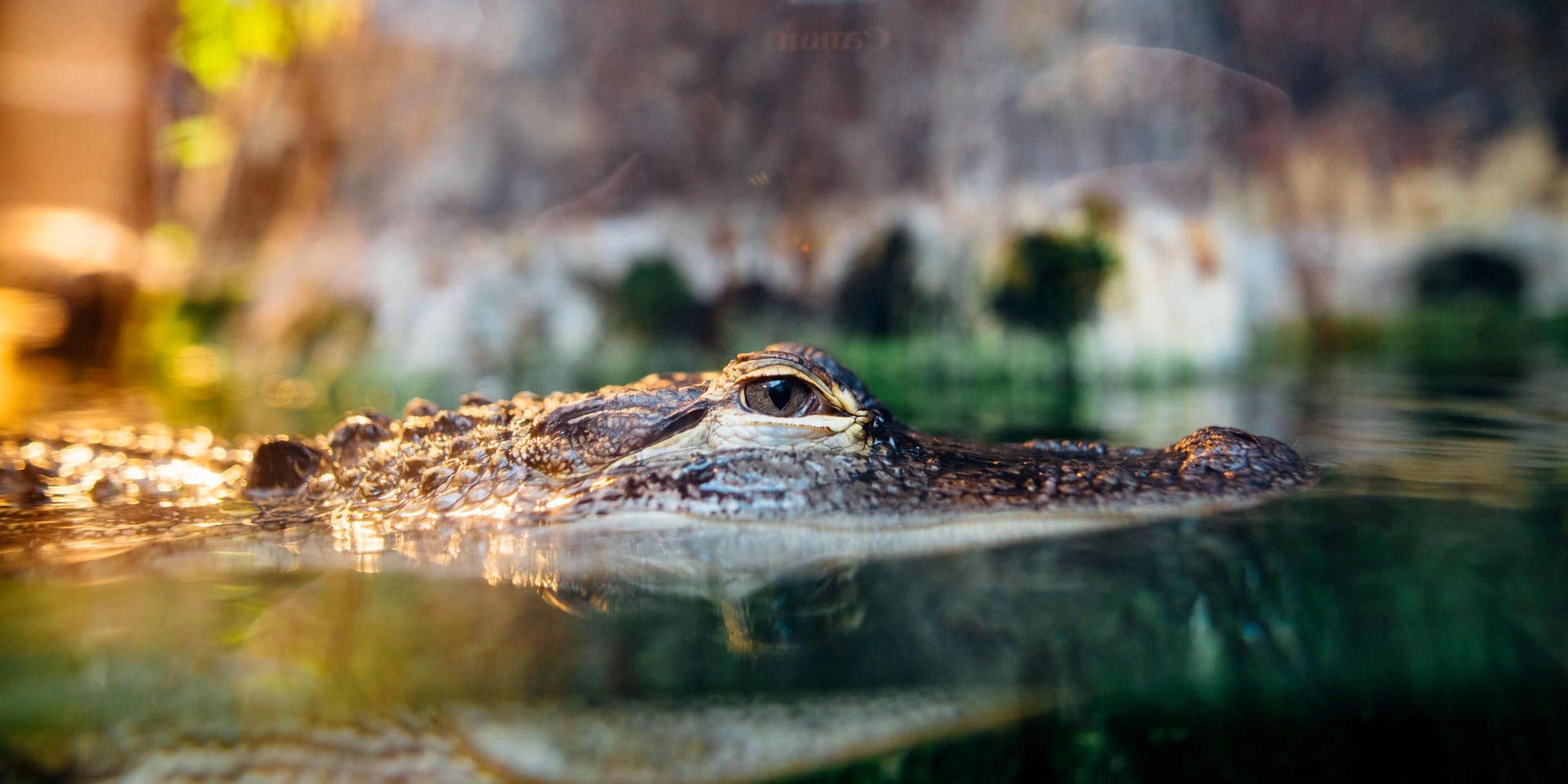 Experience a Cajun Encounters Swamp Tour to see a habitat full of wildlife and the famous Honey Island! Glide through gator territory on a small, flat-bottomed boat and explore the wetlands. 

