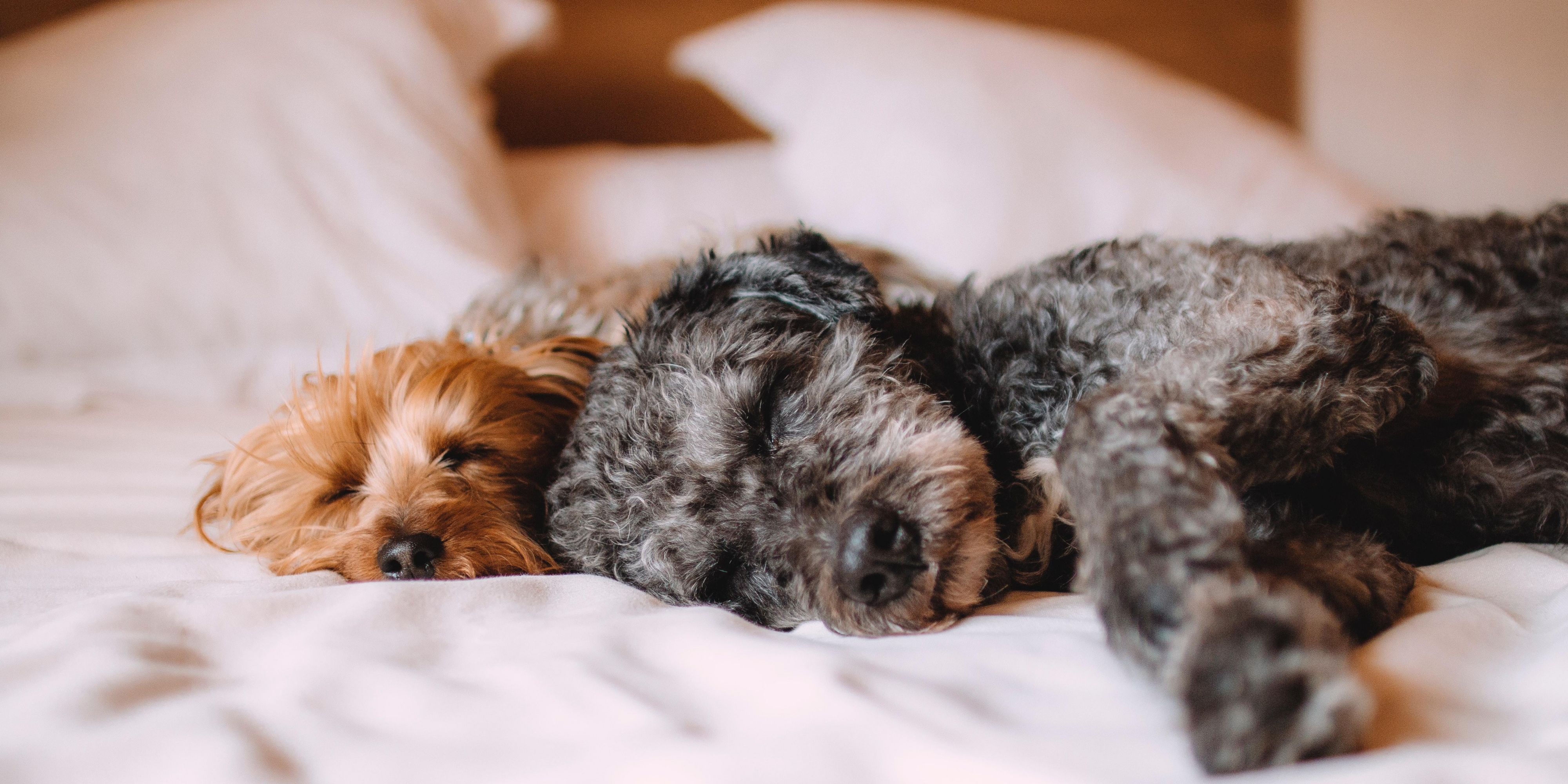 Bring your pup to the Holiday Inn Express Eugene Springfield! 

Our Pet Deposit is $20. We have a 2 dog maximum. 

Please contact us with any other questions! 