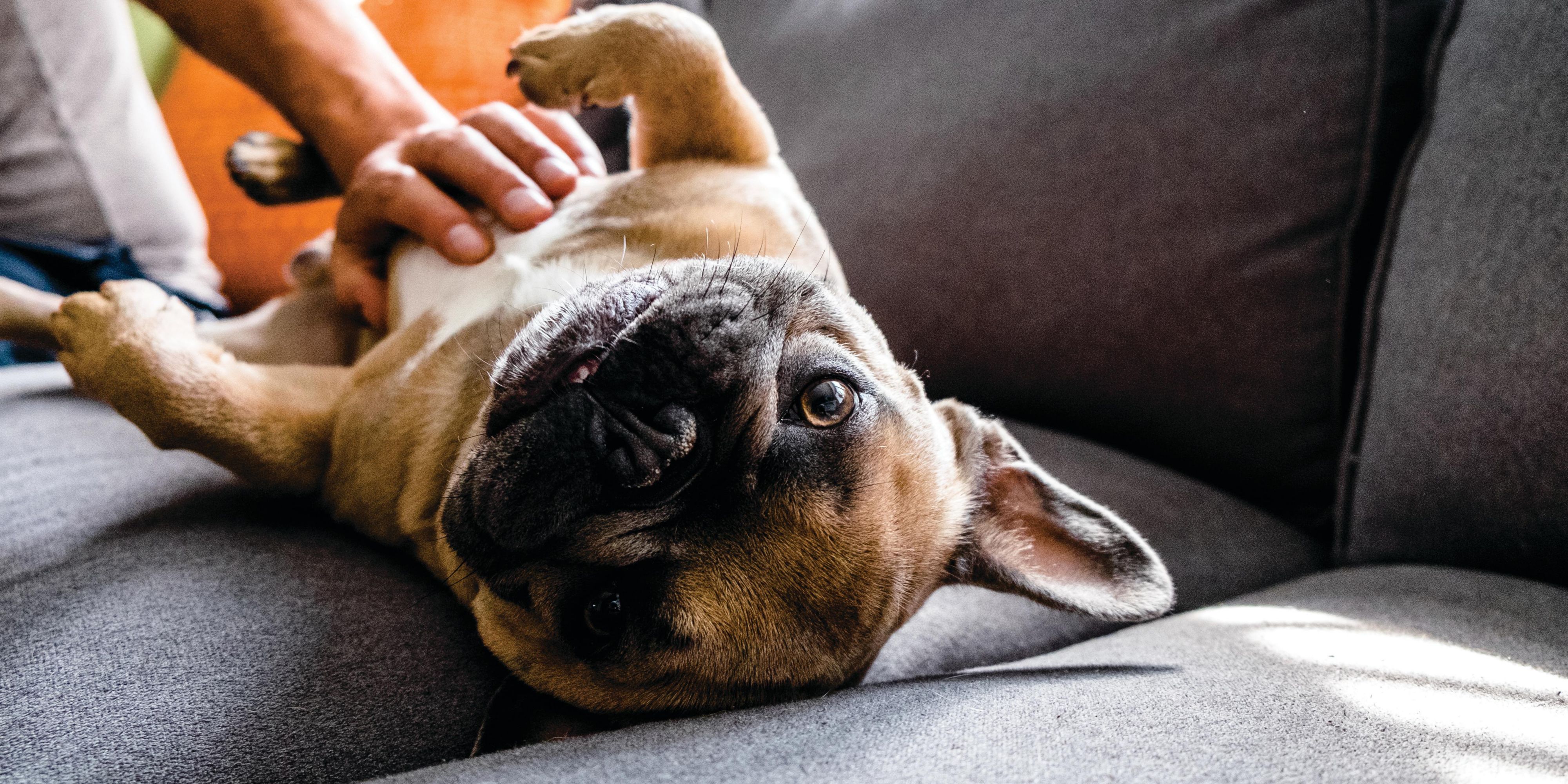 Don't leave your pet behind, we are pet friendly!  A pet fee of $15 plus tax per stay will apply for stays less than 3 days. Reach out to our Guest Services team for more details.  

