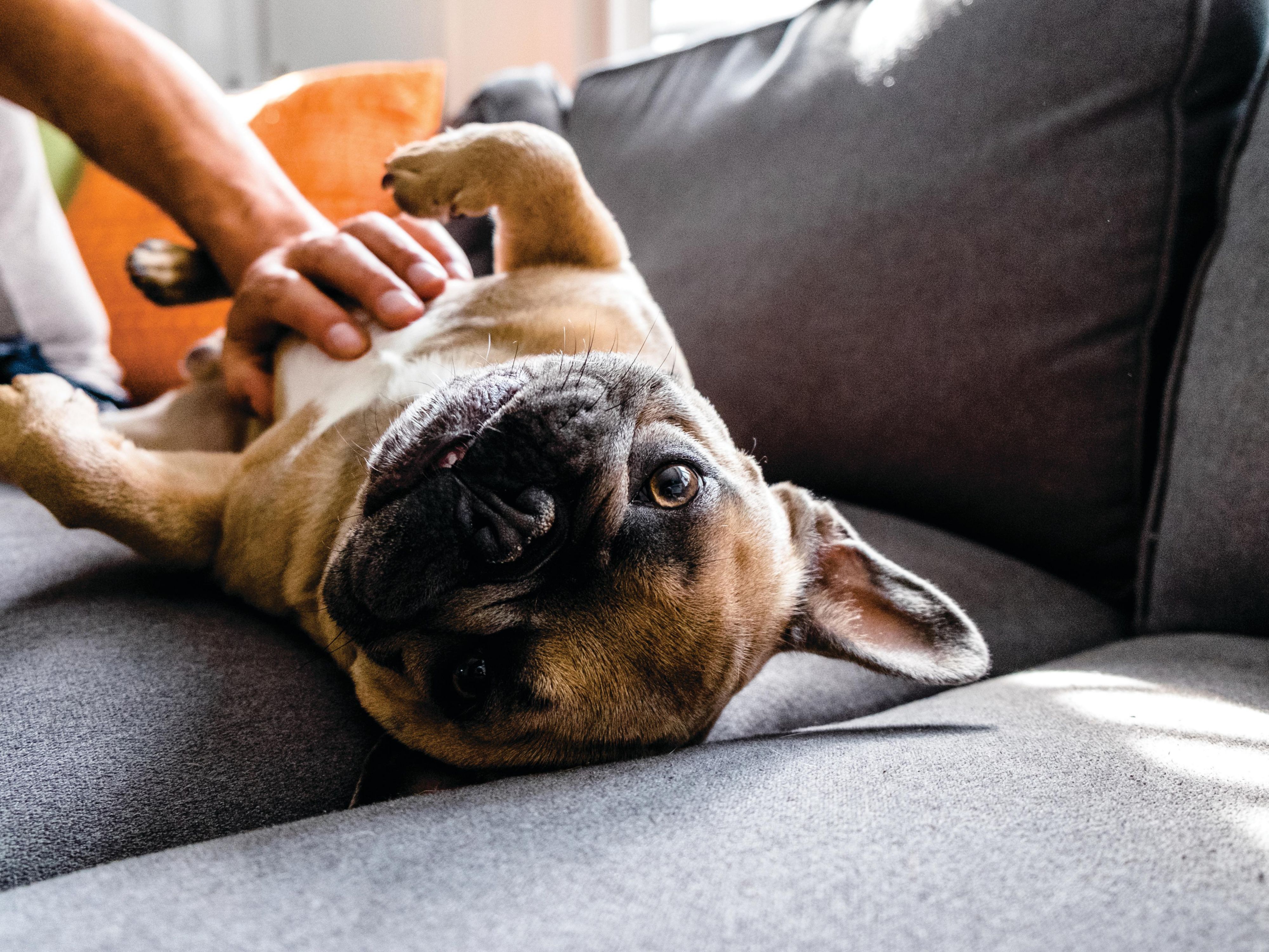 Don't Leave Your Pet Behind: Bisbee's Best Pet-Friendly Accommodations