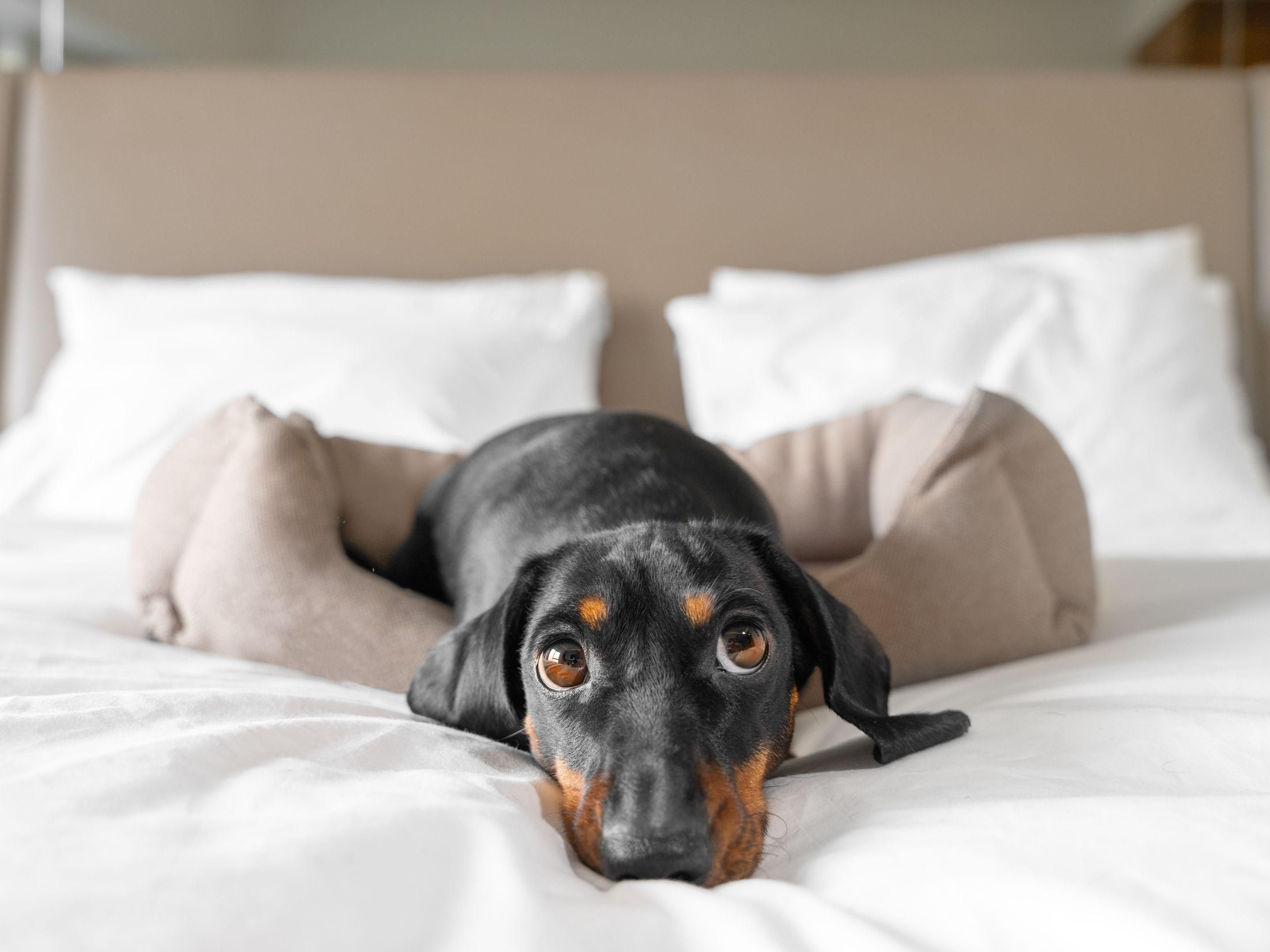 スウィンドンの上質なホテルで、無料Wi-Fi、無料のボリュームのある朝食、リラックスした敷地内ダイニングをご利用ください。2025200年7月に設置された最新のエレベーターを含む、2つの最新のエレベーターで、お客様や施設ご利用のお客様が簡単にアクセスできるようになっています。また、スウィンドンのペット可のホテルでもあり、有料駐車場もあります。