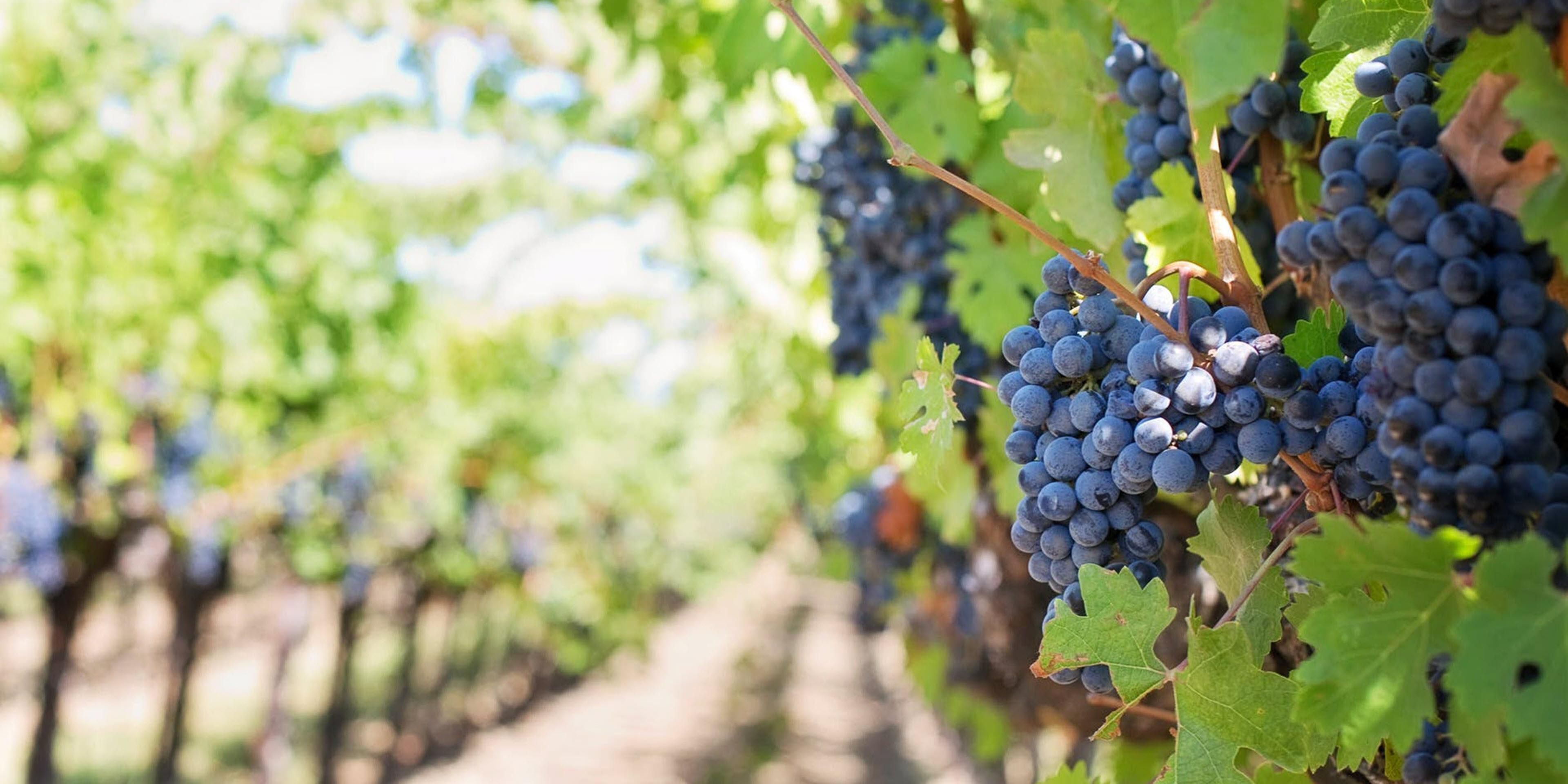 The Temecula Valley is Southern California's Wine Country.
Come visit one of the more than 50 wineries.  Take a behind the scenes tour or simply enjoy the stunning views.