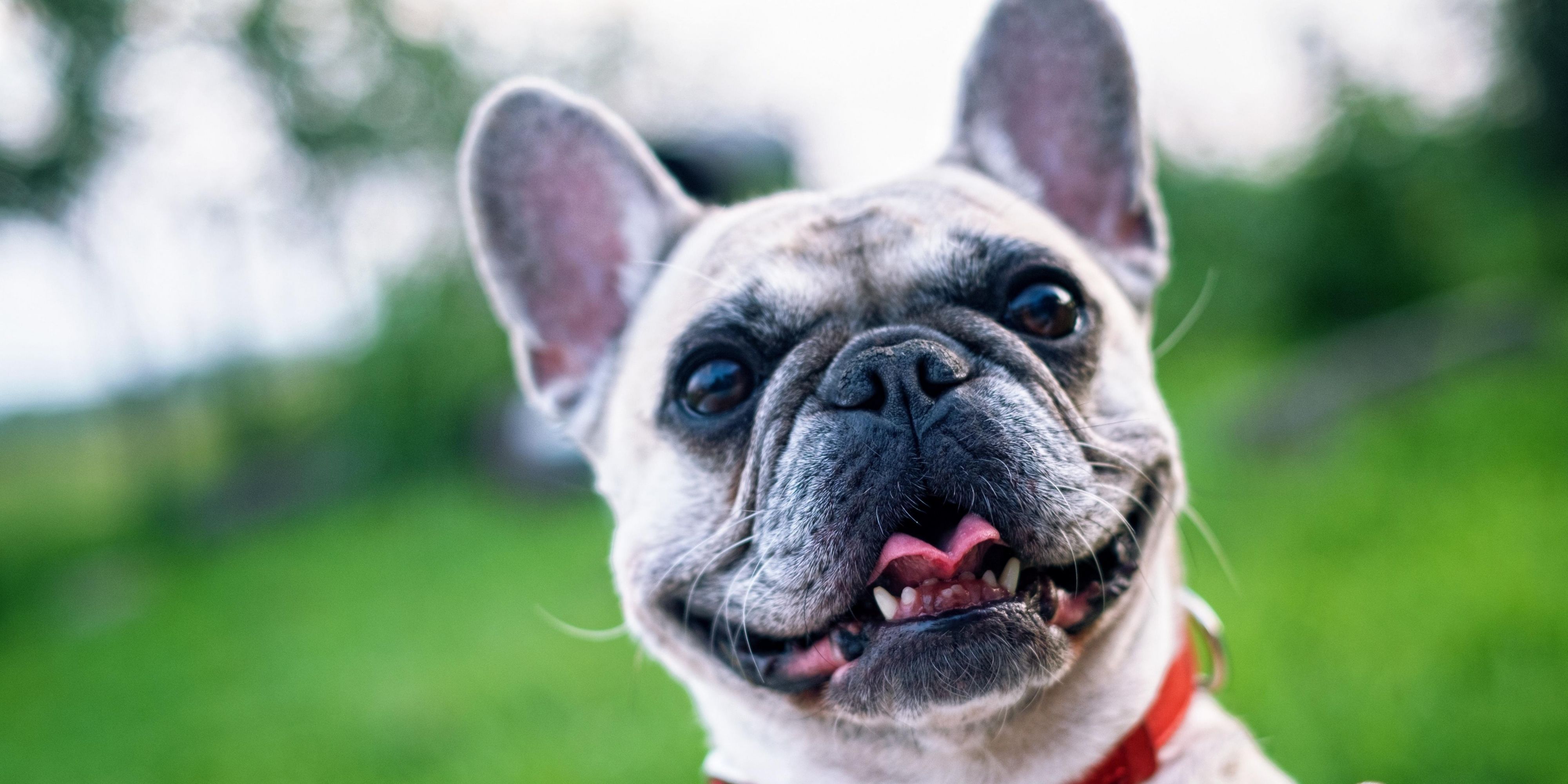We know your pet is part of the family, especially when you are on the road. That is why we are not just pet friendly but we are Pet Preferred. Our pet friendly hotel rolls out the red carpet for your fur baby. Pet Fee is 25 USD per Pet per Night. Pet limit weight is 50 lbs. 