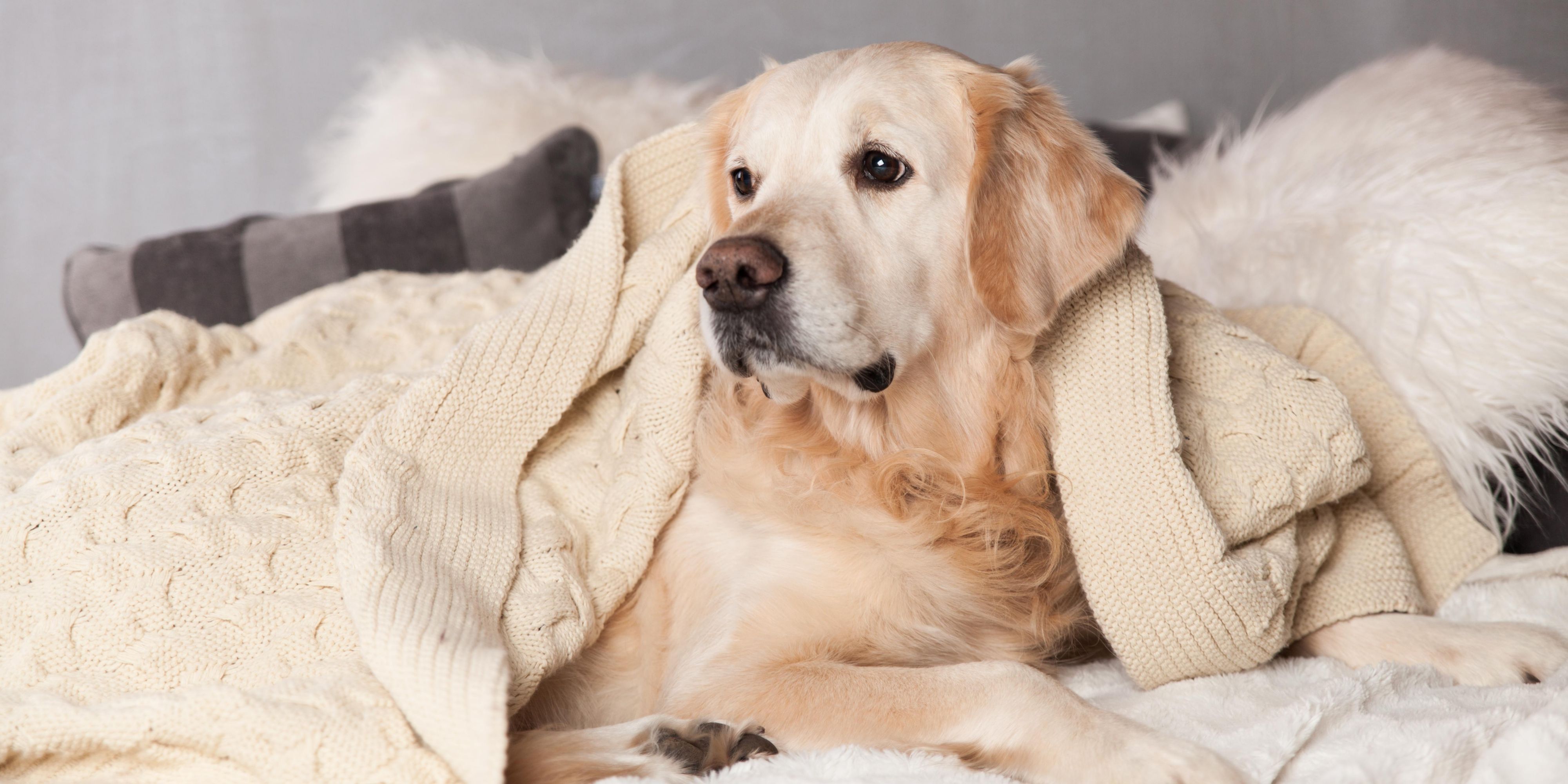  Our pet fee is minimal, only $35 per pet per night. We have plenty of space to allow your dog to stretch his legs outside. Welcome to our pet friendly hotel in Waldorf, MD!