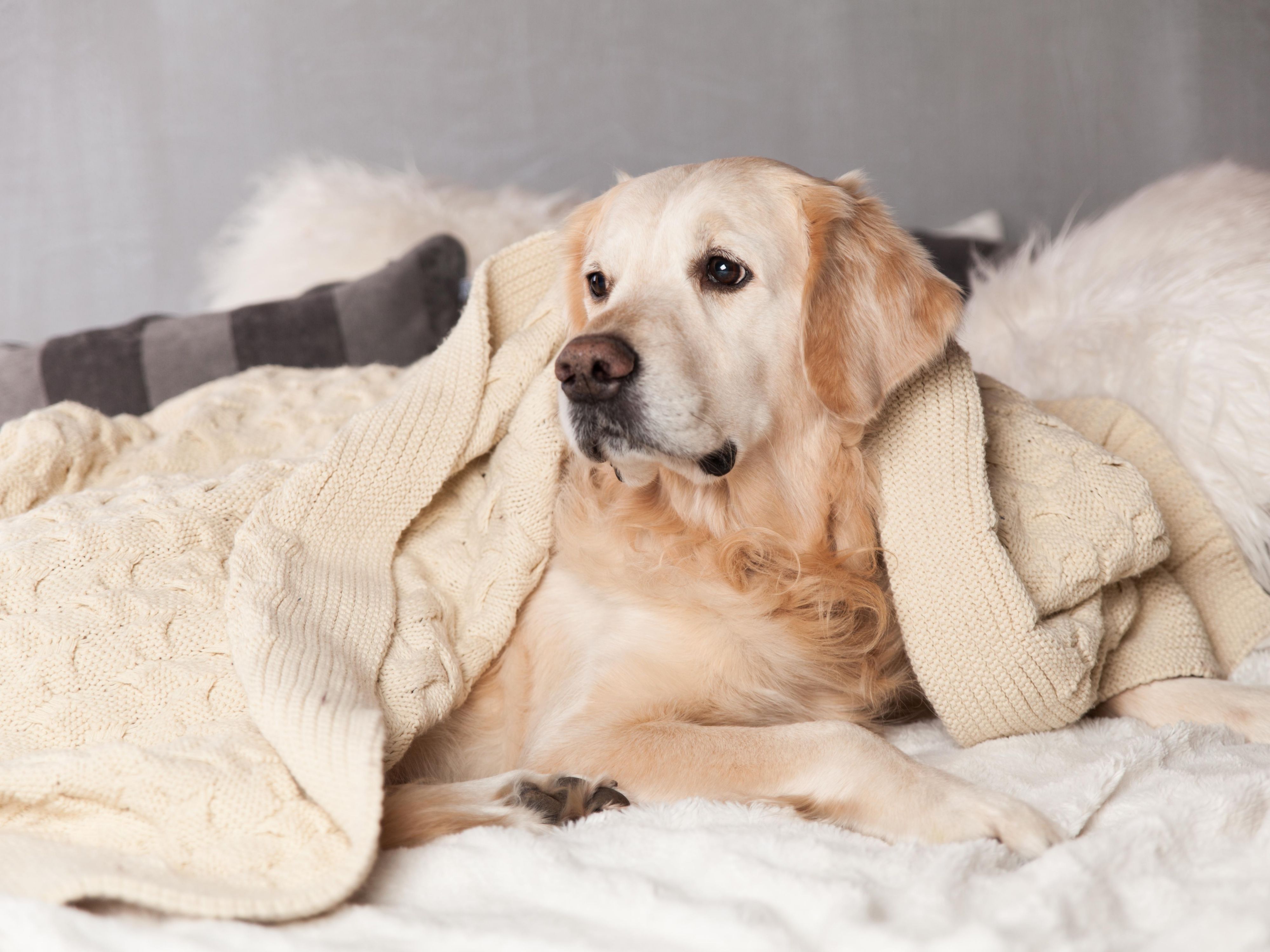  Our pet fee is minimal, only $35 per pet per night. We have plenty of space to allow your dog to stretch his legs outside. Welcome to our pet friendly hotel in Waldorf, MD!