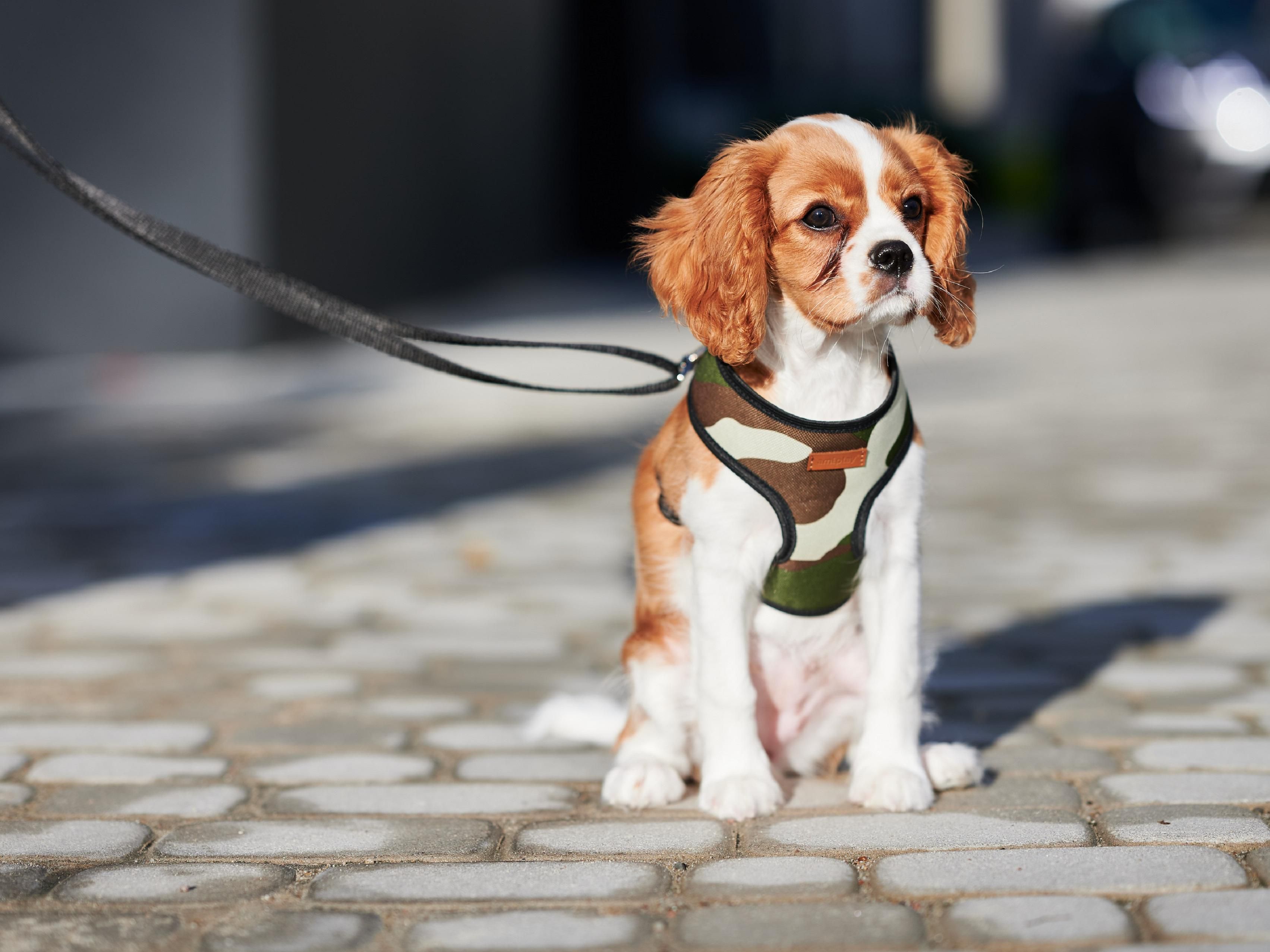Do you miss your pet while traveling? Enjoy your stay together at Holiday Inn Express® Warsaw – Mokotow. All dogs and cats up to 15 kilograms are warmly welcomed. The cost of your pet’s stay is 80 PLN/day. If you plan to visit us with your pet, please contact our Reception prior to arrival. We want to be well prepared to host your little friend. 