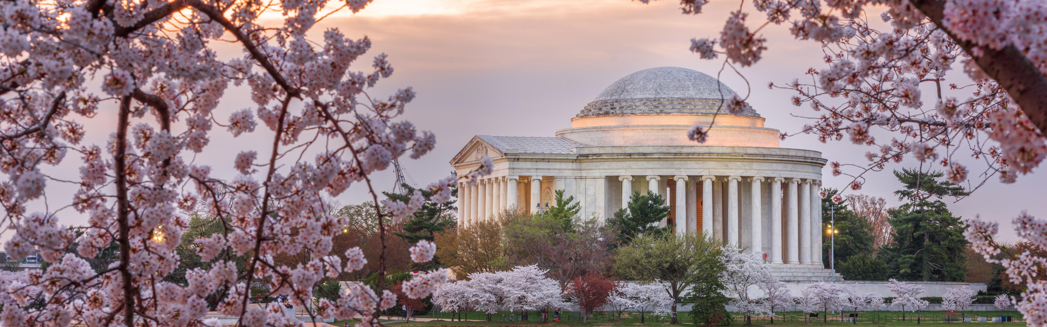 Cherry blossoms surround the Jefferson Memorial.