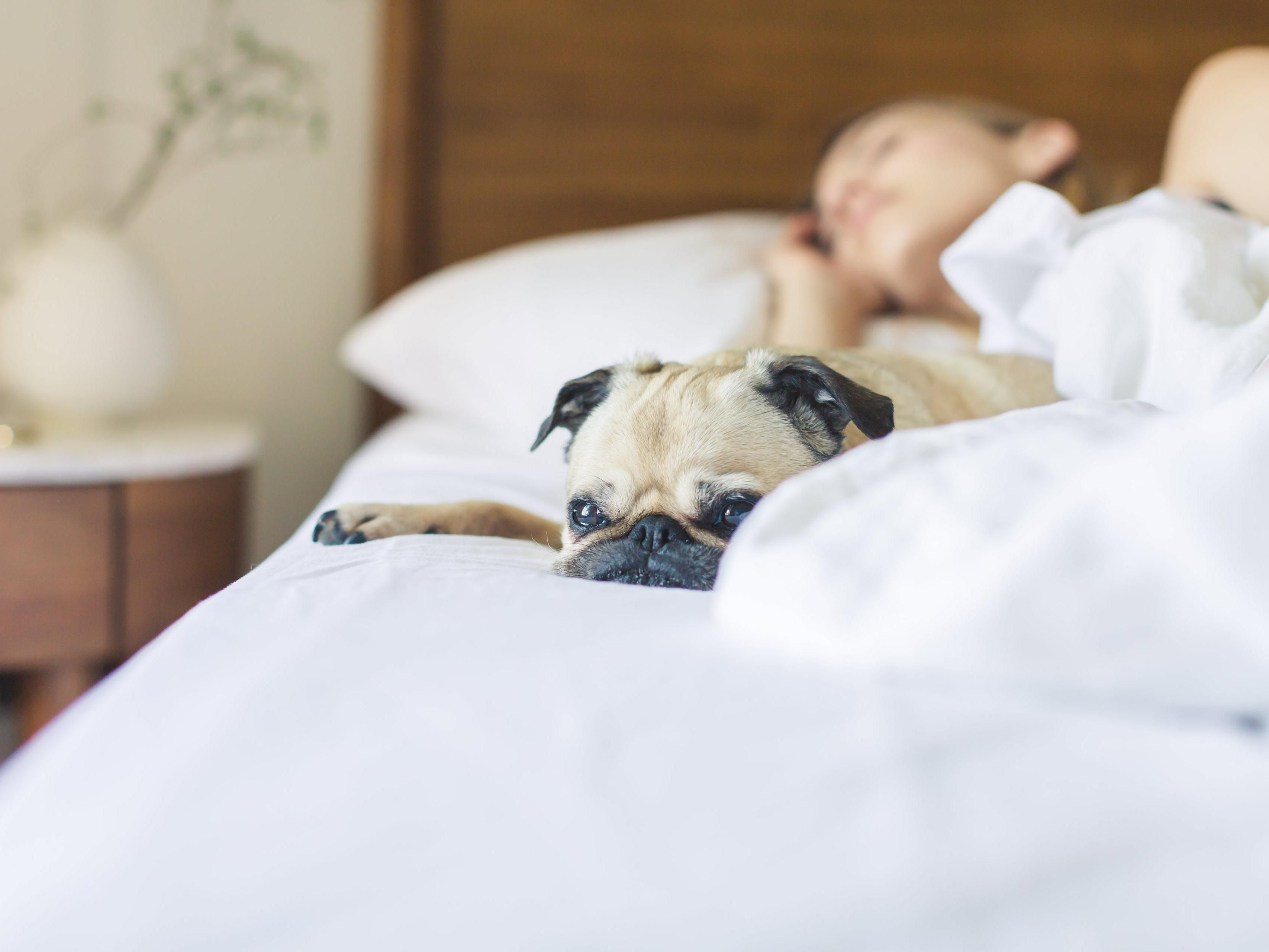 We know your pet is part of the family, especially when you're on the road. As a pet-friendly hotel, we encourage you to bring your furry friend along for the ride. We have a small non-refundable pet fee of $25.00 a night. Guest must accompany pet at all times. We look forward to meeting your four-legged friend soon!