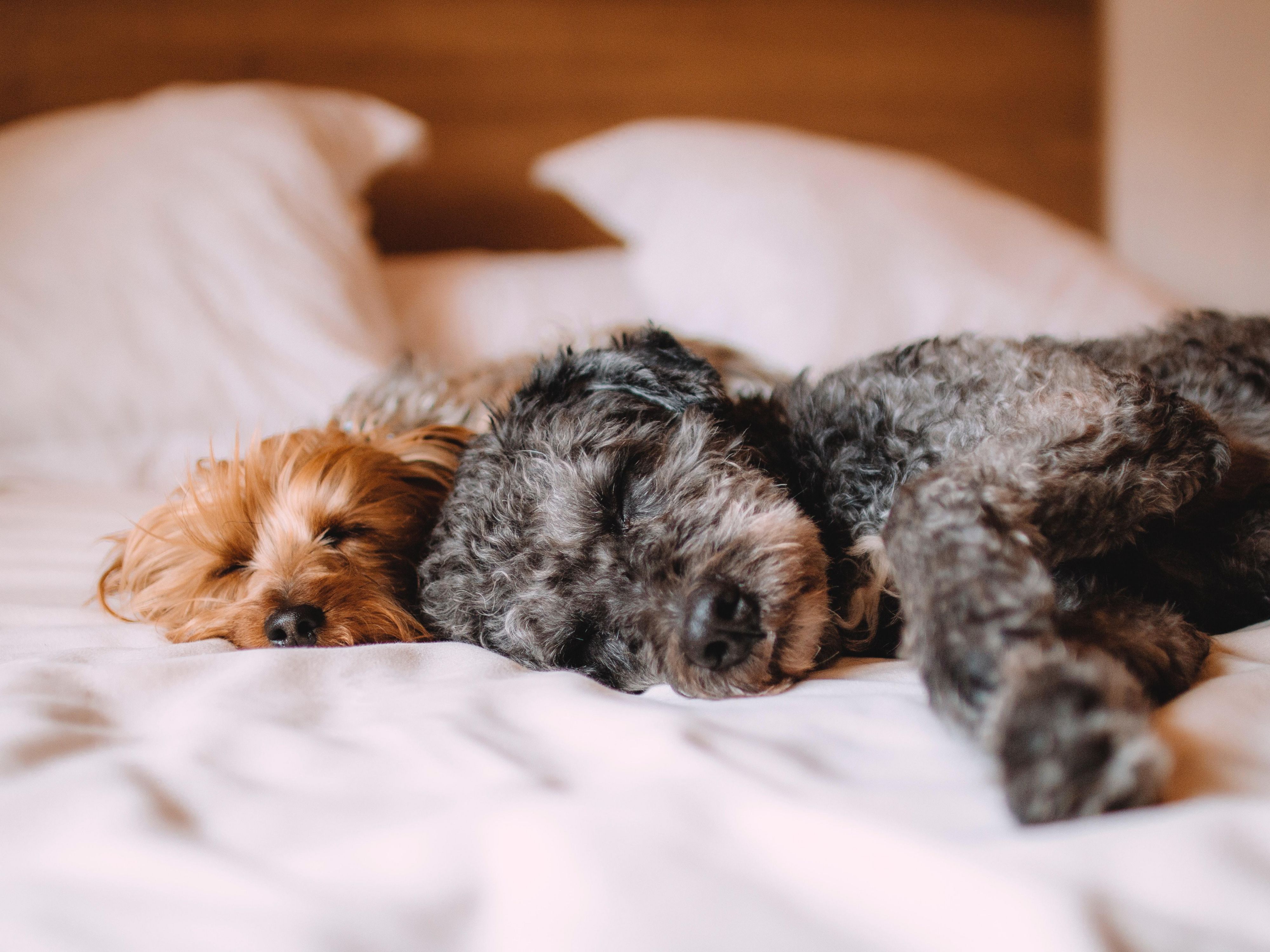 Pets are family too! We are a pet friendly hotel. Call us today to book your pet friendly room.