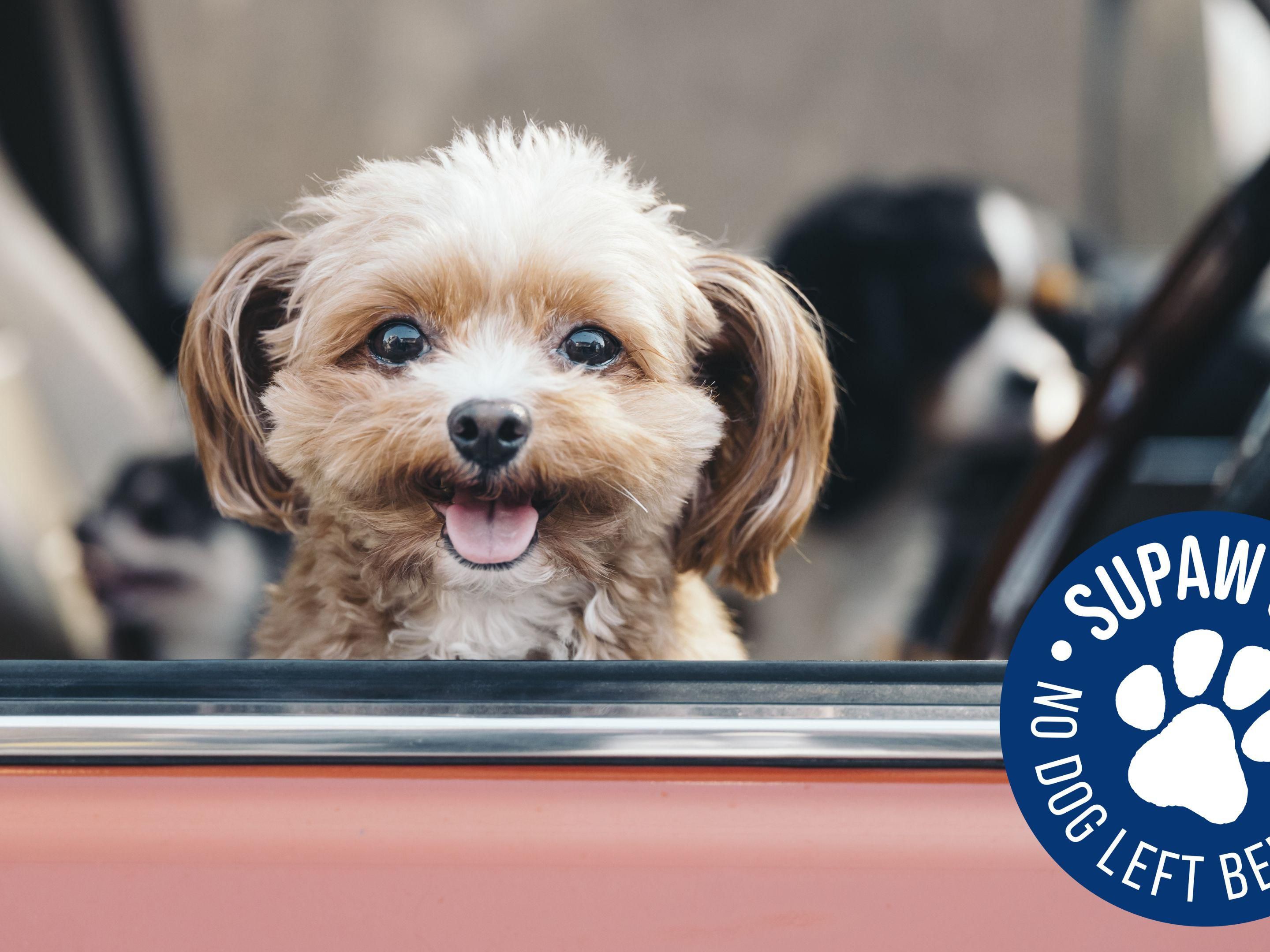 Bring your four-legged friend for a Supaw Stay to our dog-friendly hotel in York . Dogs can enjoy a stay too. Dog treats, water bowls and dog beds are available. 