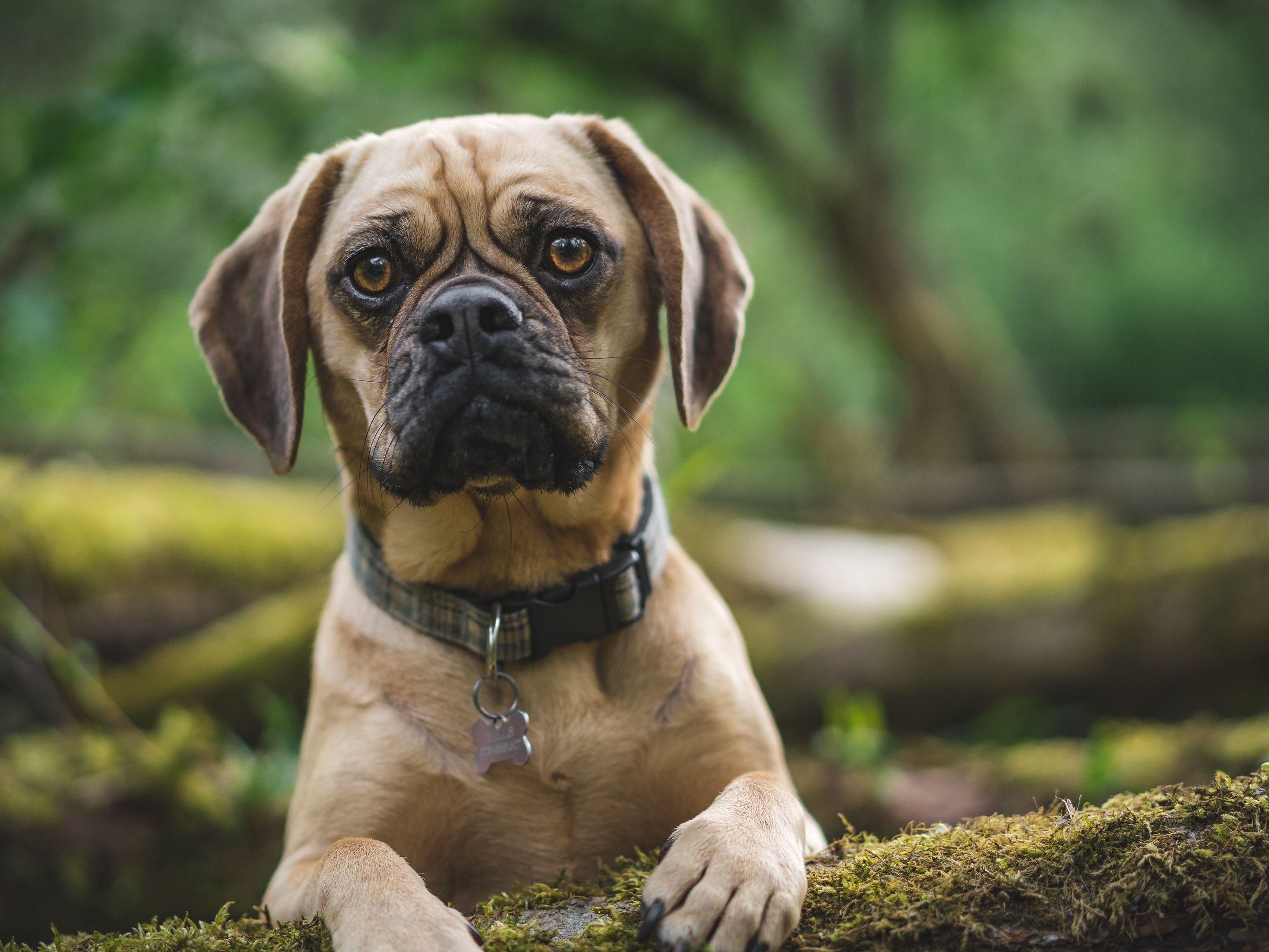 Bring your favorite furry friend during your travels to Fairborn! Have fun exploring the beautiful outdoors of our area with your travel companion. Our pet-friendly hotel rolls out the red carpet for your fur baby. There is a one-time $75 non-refundable pet fee.