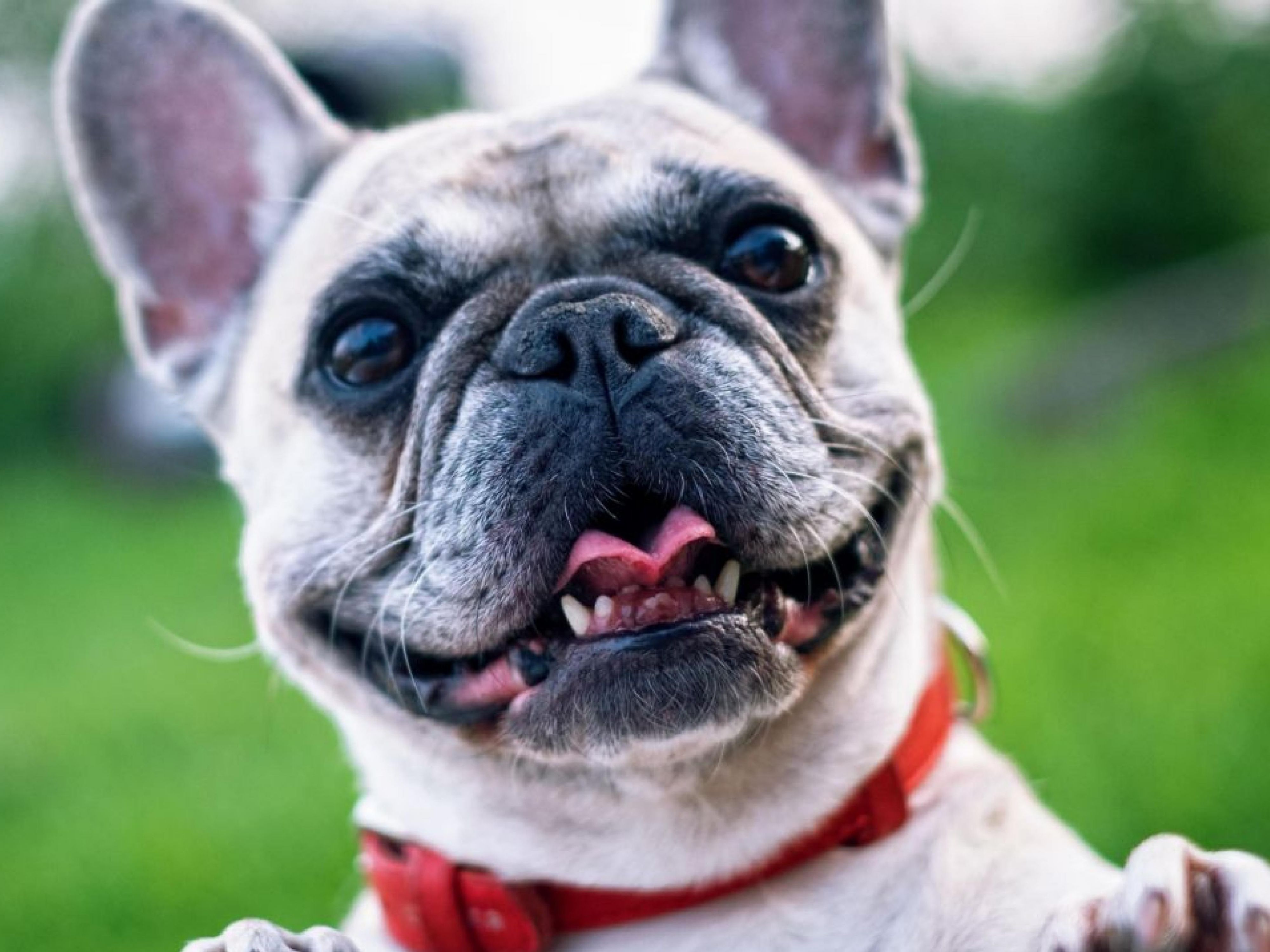 Pet friendly hotel... Come bring Fido with you on your vacation. 