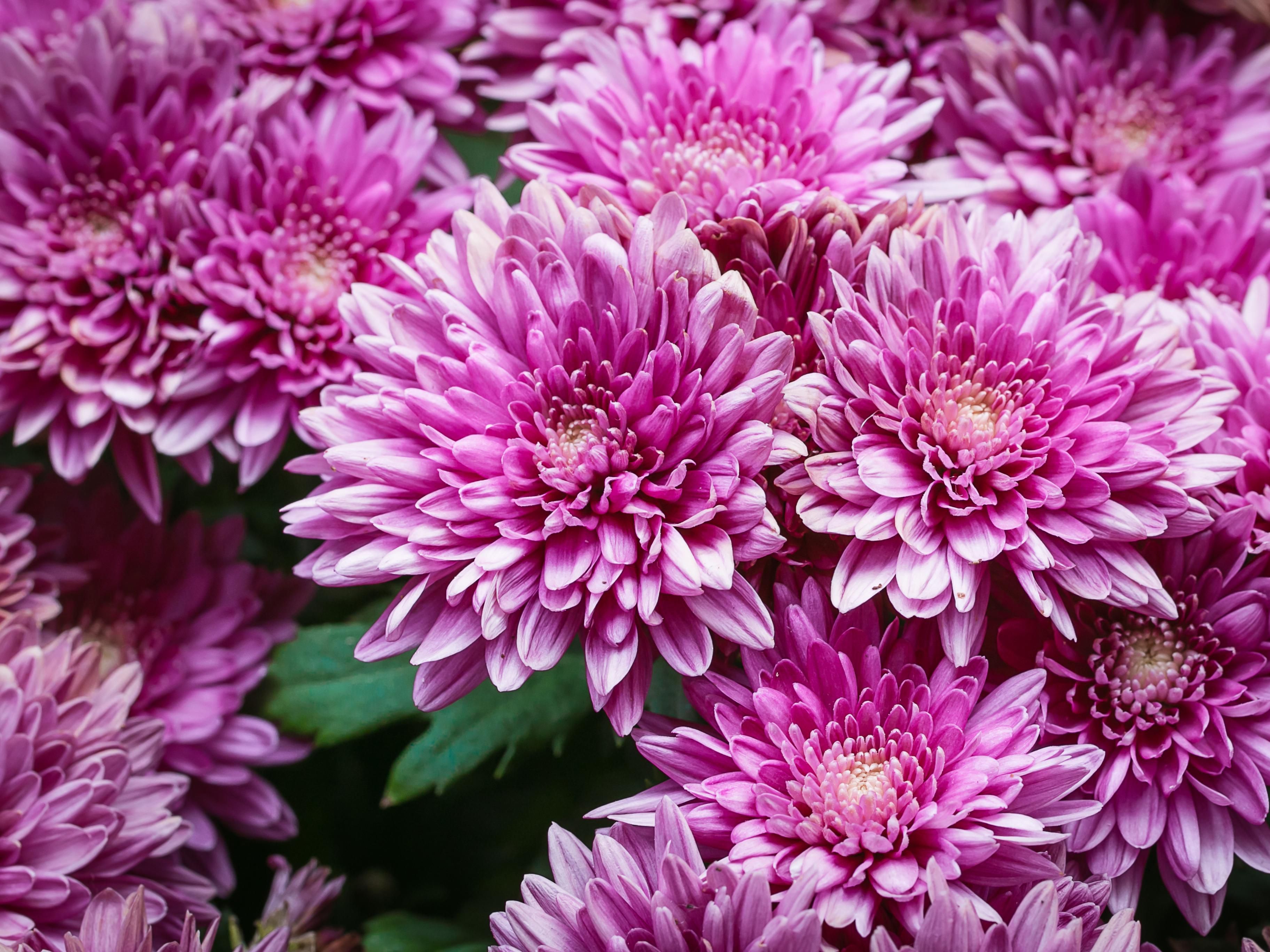 Kikumatsuri at the Japanese Garden!