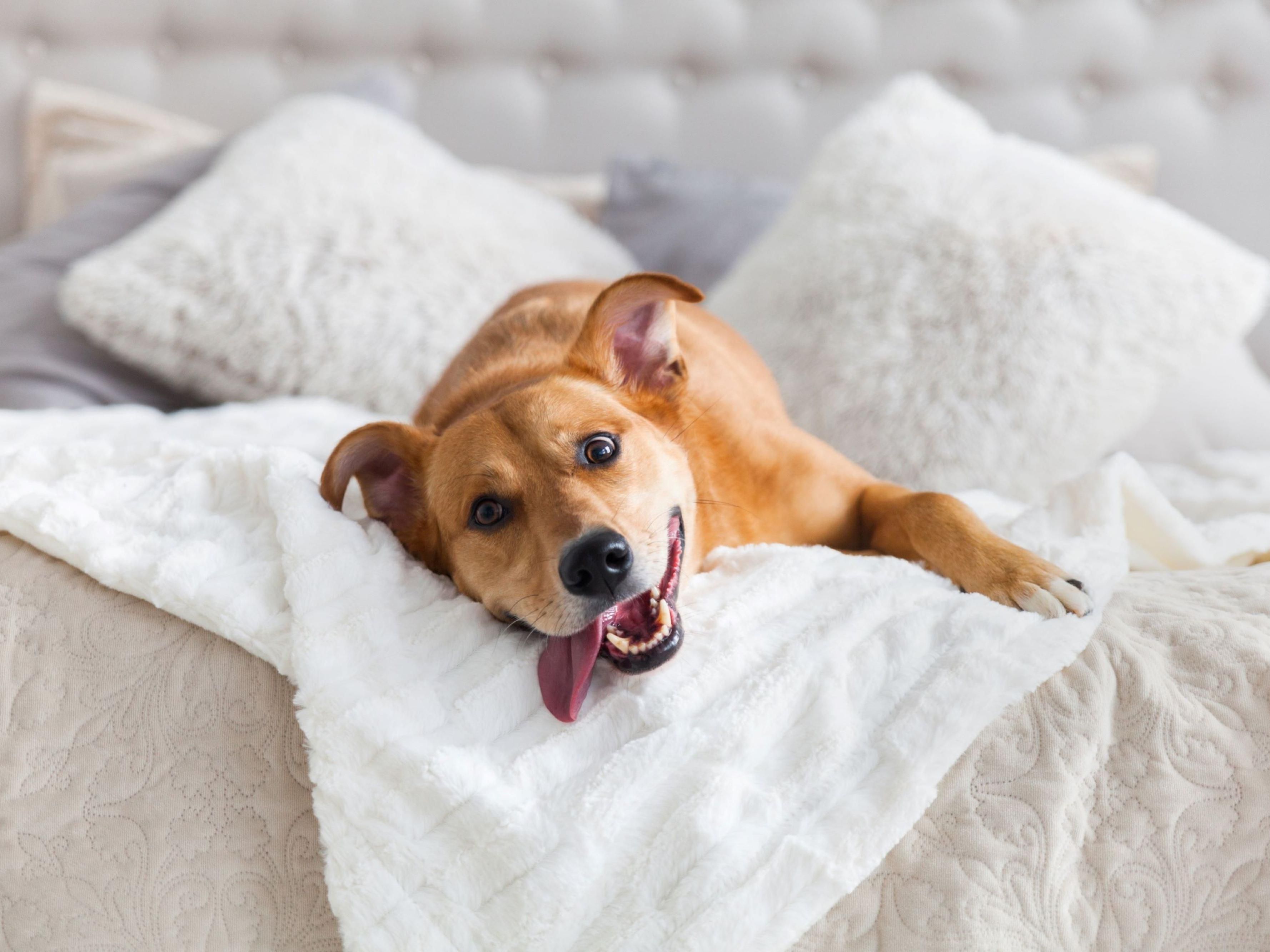 Pets allowed! Restrictions apply. Call the hotel directly for details. Pets under 25 pounds only. There is a nonrefundable $45.00 pet fee per night for each animal.