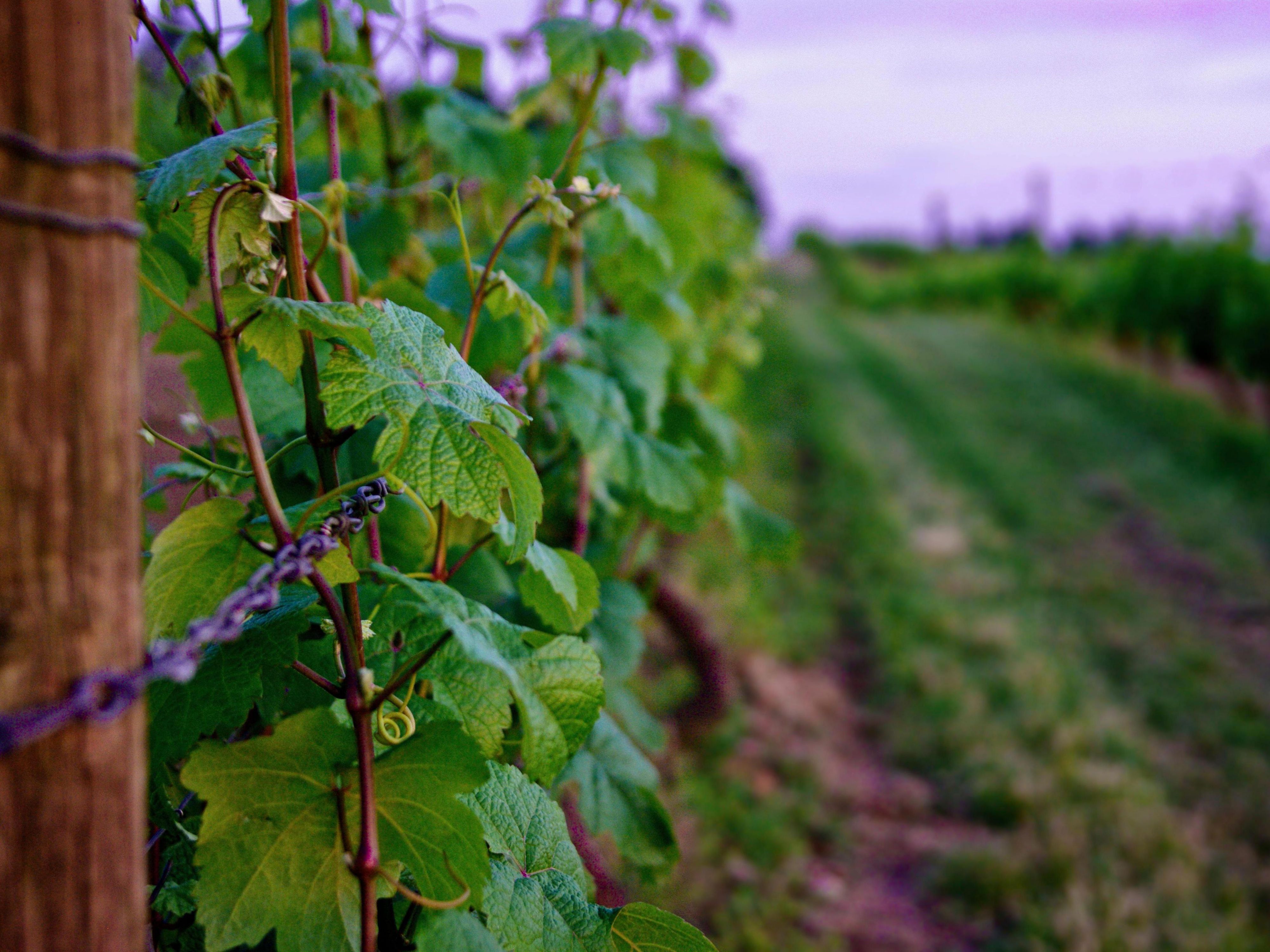 Home to more than 500 wineries, the Willamette Valley is known for its world class Pinot noir.  Just minutes away in Hillsboro and Forest Grove, sip and take in spectacular views and 11 wineries including Willamette Valley Vineyards at Tualatin Estate, Elk Cove Vineyards,  Apolloni Vineyards, and David Hill Winery to name a few.