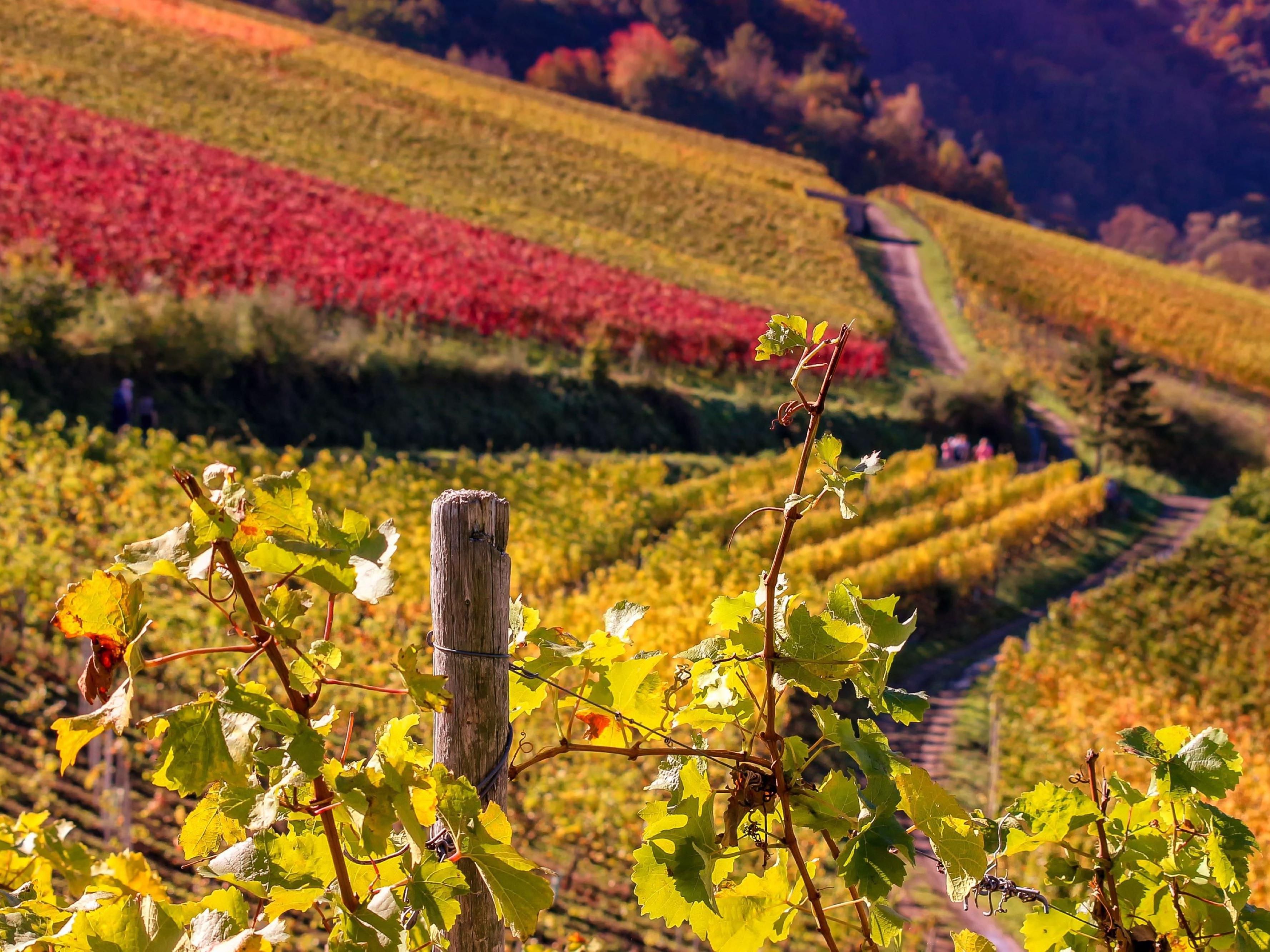 Home to more than 500 wineries, the Willamette Valley is known for its world class Pinot noir. Just minutes away in Hillsboro and Forest Grove, sip and take in spectacular views and 11 wineries including Willamette Valley Vineyards at Tualatin Estate, Elk Cove Vineyards, Apolloni Vineyards, and David Hill Winery to name a few.