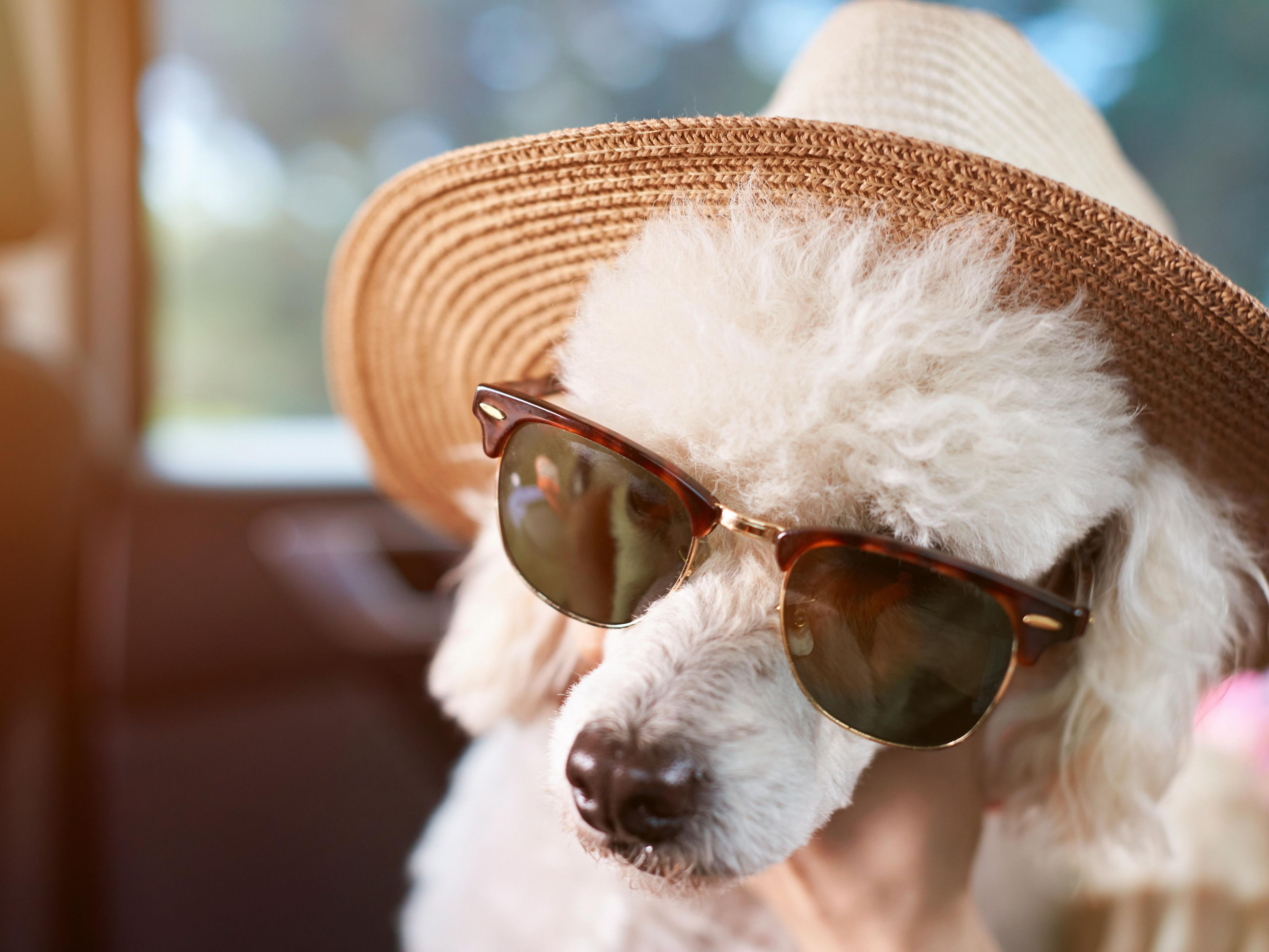 The Holiday Inn & Suites Dallas-Addison is a pet-friendly hotel! Don't leave your furry companions behind—bring them along to enjoy your trip to Addison, TX. We offer comfortable accommodations for you and your pets, ensuring a stress-free and memorable stay for the whole family.