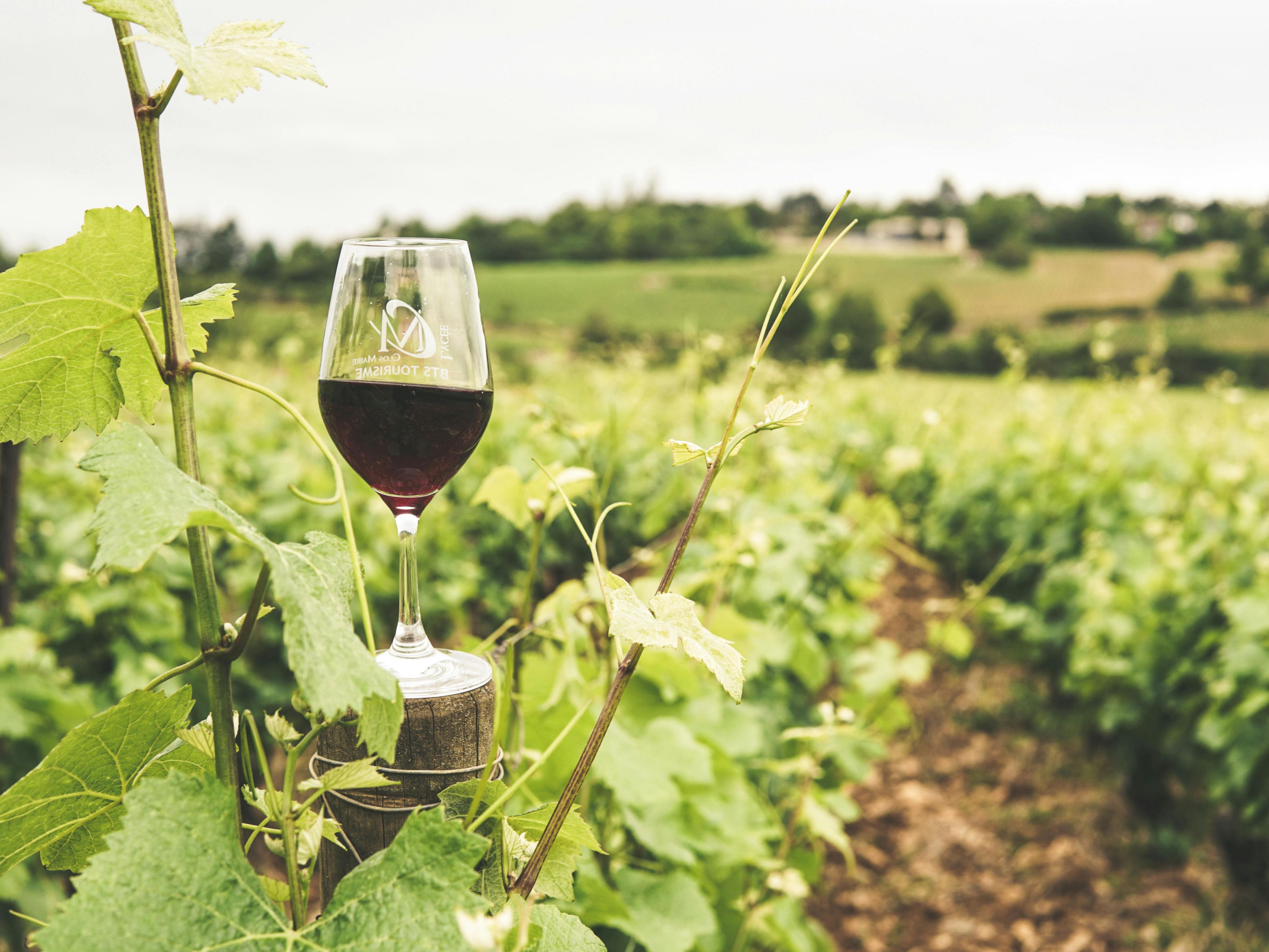 Explore the Wine Route this July and August with vineyards just 40 minutes from Holiday Inn Aguascalientes. Enjoy tastings, stunning views, and unique experiences. Book now and make the most of your stay with hotels in Aguascalientes Mexico.