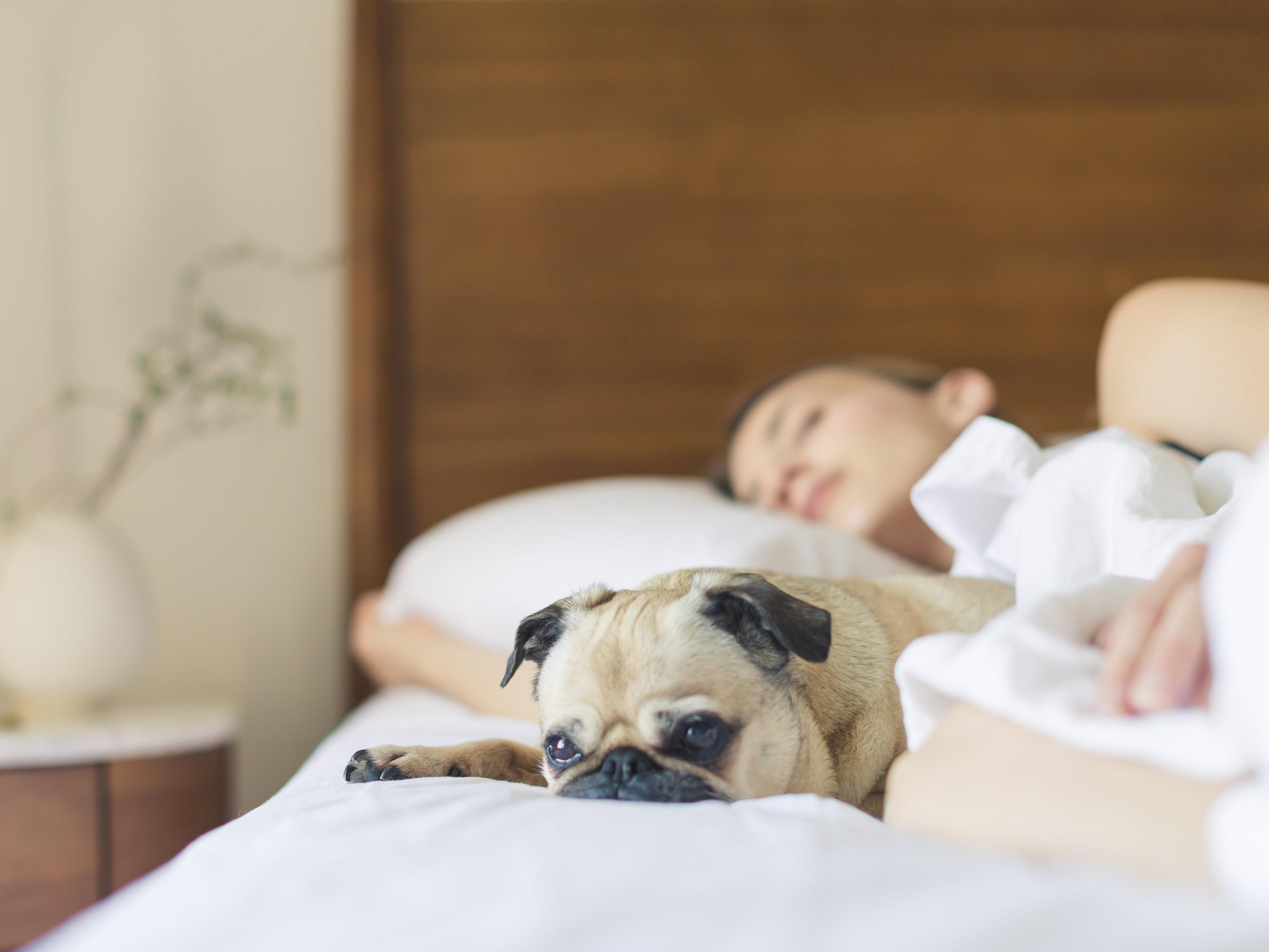Our hotel is dog friendly, so don't forget to bring your four-legged family member. The hotel accepts up to two 25 pound dogs per room for just $35 per night.