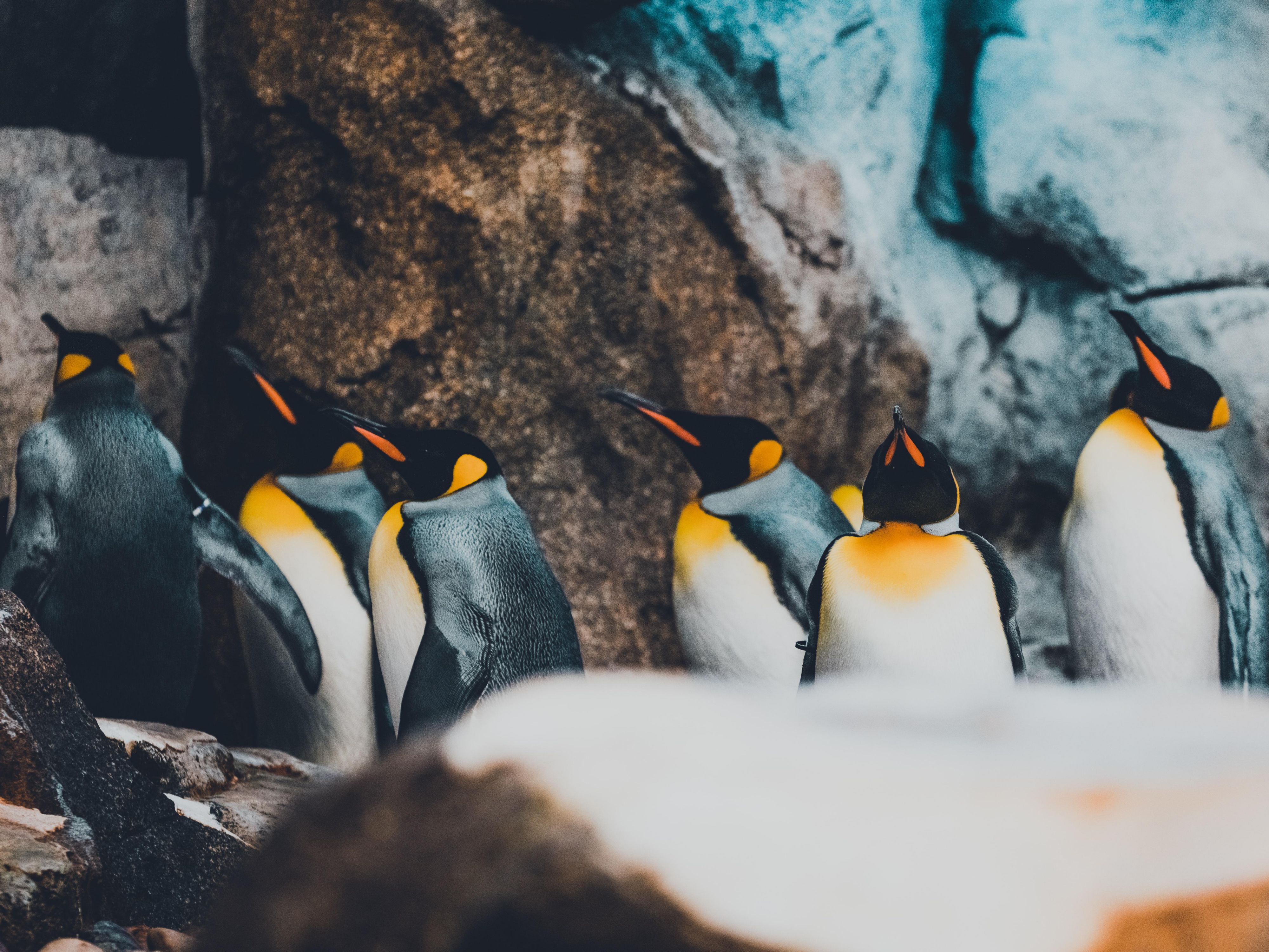 Hotels Near Calgary Airport | Holiday Inn & Suites Calgary Airport North