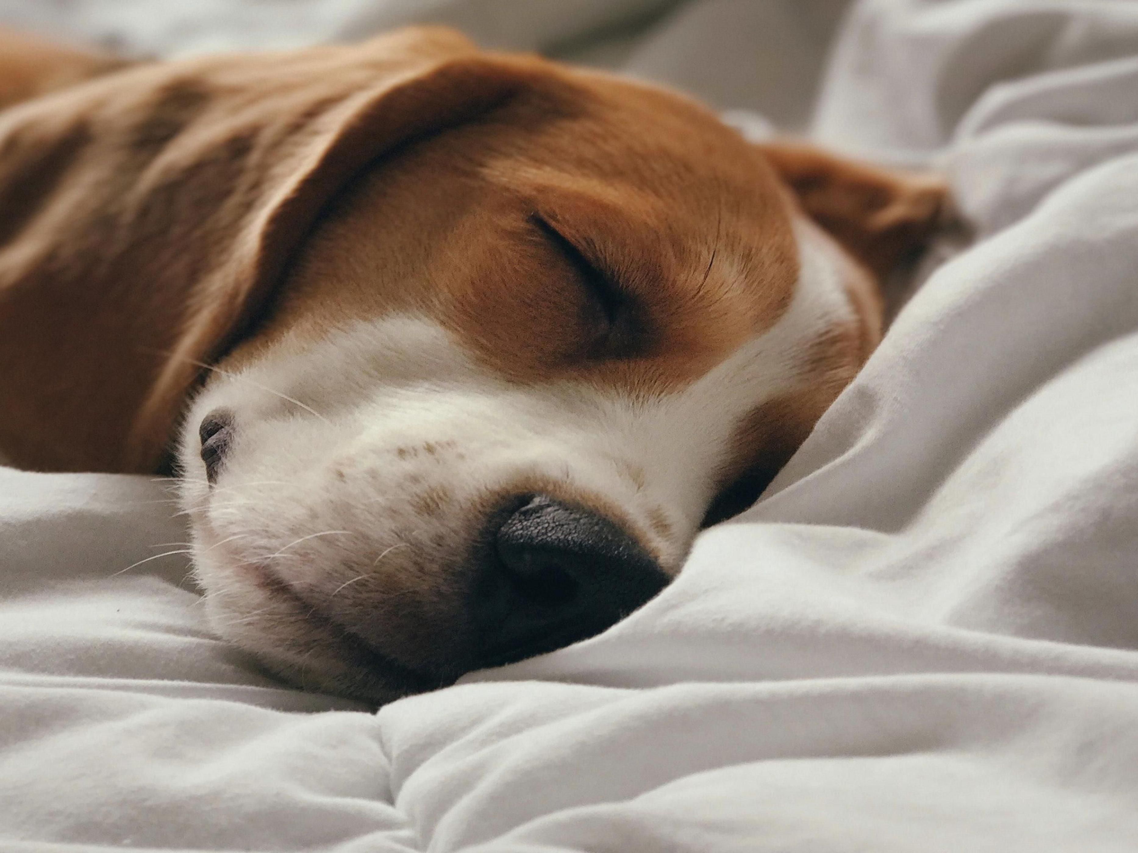 Your furry friends are more than welcome at our pet friendly hotel for a small fee. We happily accommodate both cats and dogs, so they can join in on the fun! Please note that a modest nightly fee applies, and a weight limit is in place to ensure the comfort and safety of all our guests. We're excited to welcome you and your pets during your stay.