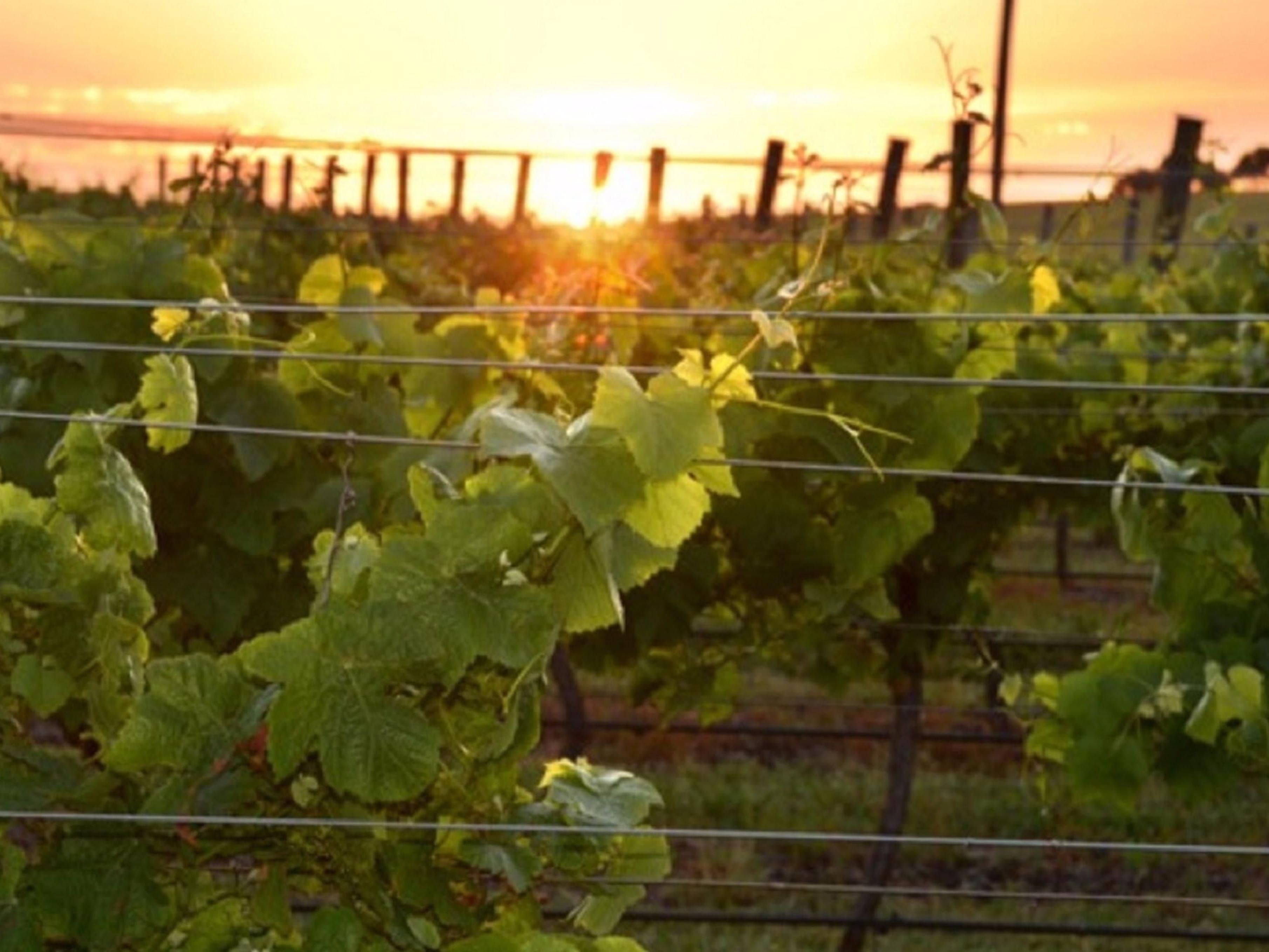Discover food and wine, historic seaside villages and breathtaking natural beauty in Geelong and the Bellarine Peninsula, one hour from Melbourne.