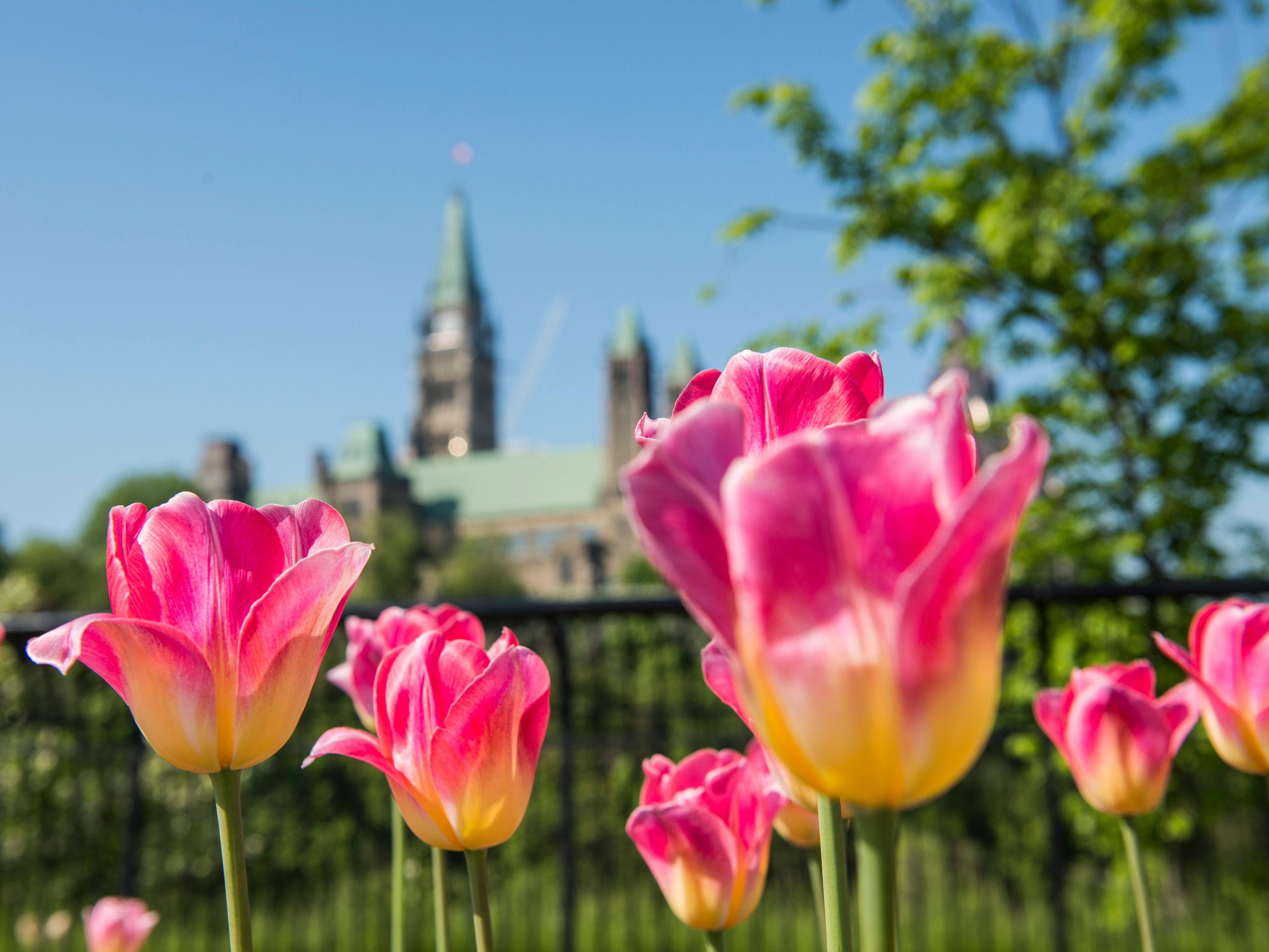 Click to learn more about all of the fun Spring things to do in Ottawa Kanata. Be sure to check out attractions like The Tulip Festival, Ottawa Area Farmers Markets, FunHaven and the Dominion Arboretum.