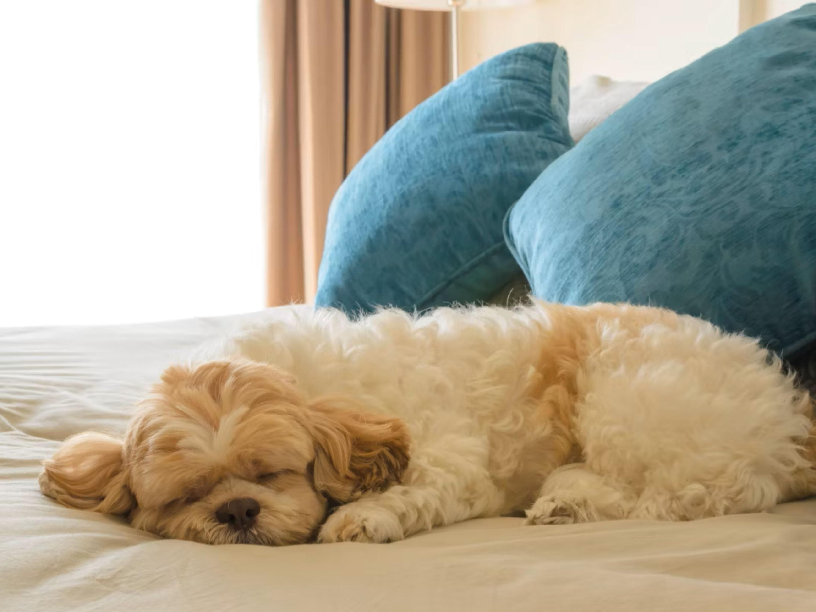 While visits to Liverpool, NY are always special, not all accommodations in town are accommodating to visitors' special pet needs. Thankfully, the Holiday Inn & Suites Syracuse Airport - Liverpool is a pet-friendly hotel. For a minor fee, per pet, you and your dog weighing 35 pounds or less (sorry, no cats permitted) can enjoy your stay your way.