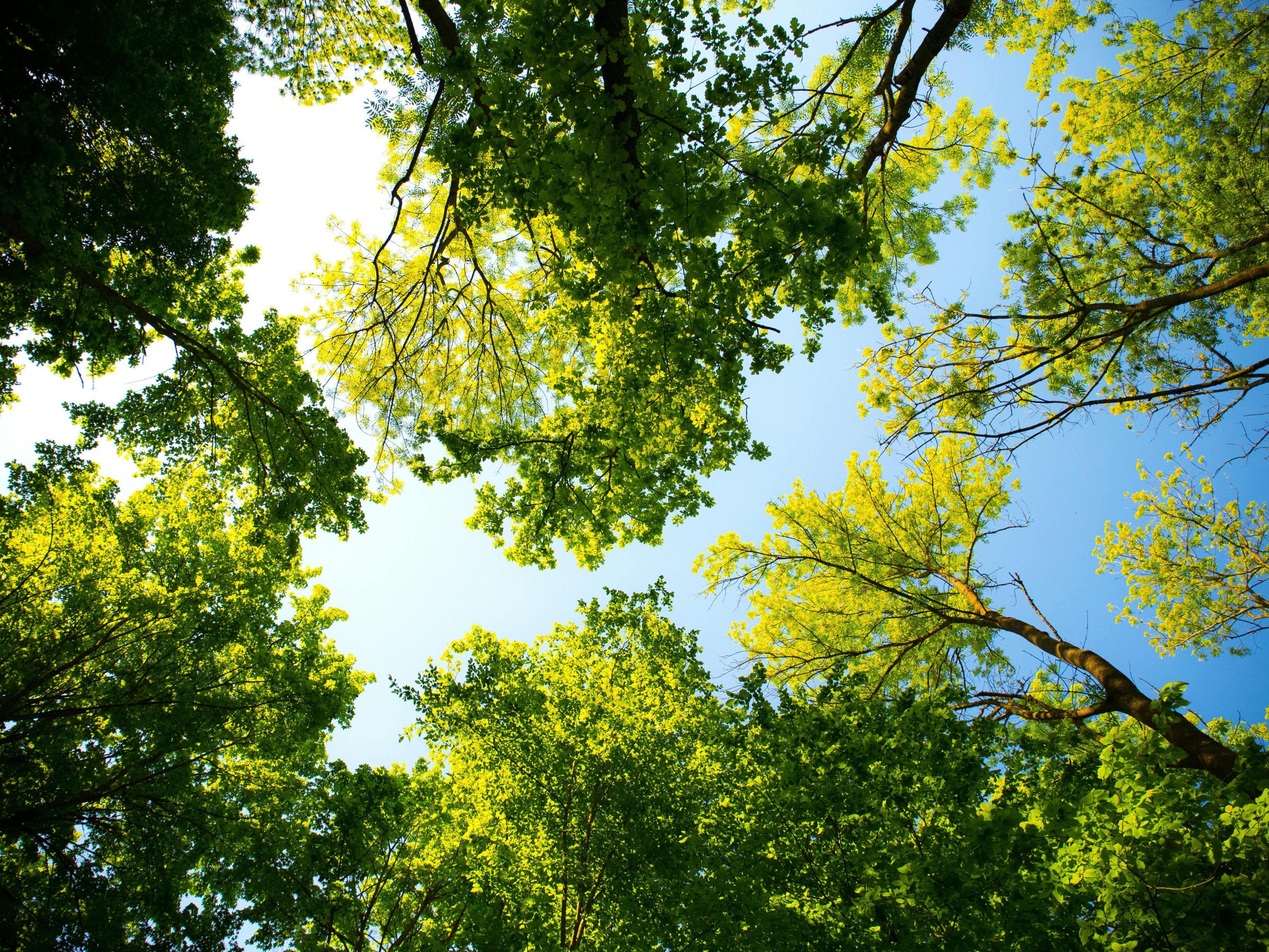 London, Ontario, is a haven for nature lovers with abundant urban green spaces. Enjoy the beauty of Victoria Park, explore Springbank Park, or find tranquility in community gardens. Whether strolling scenic trails, picnicking, or relaxing, London's parks offer the perfect escape from city life.