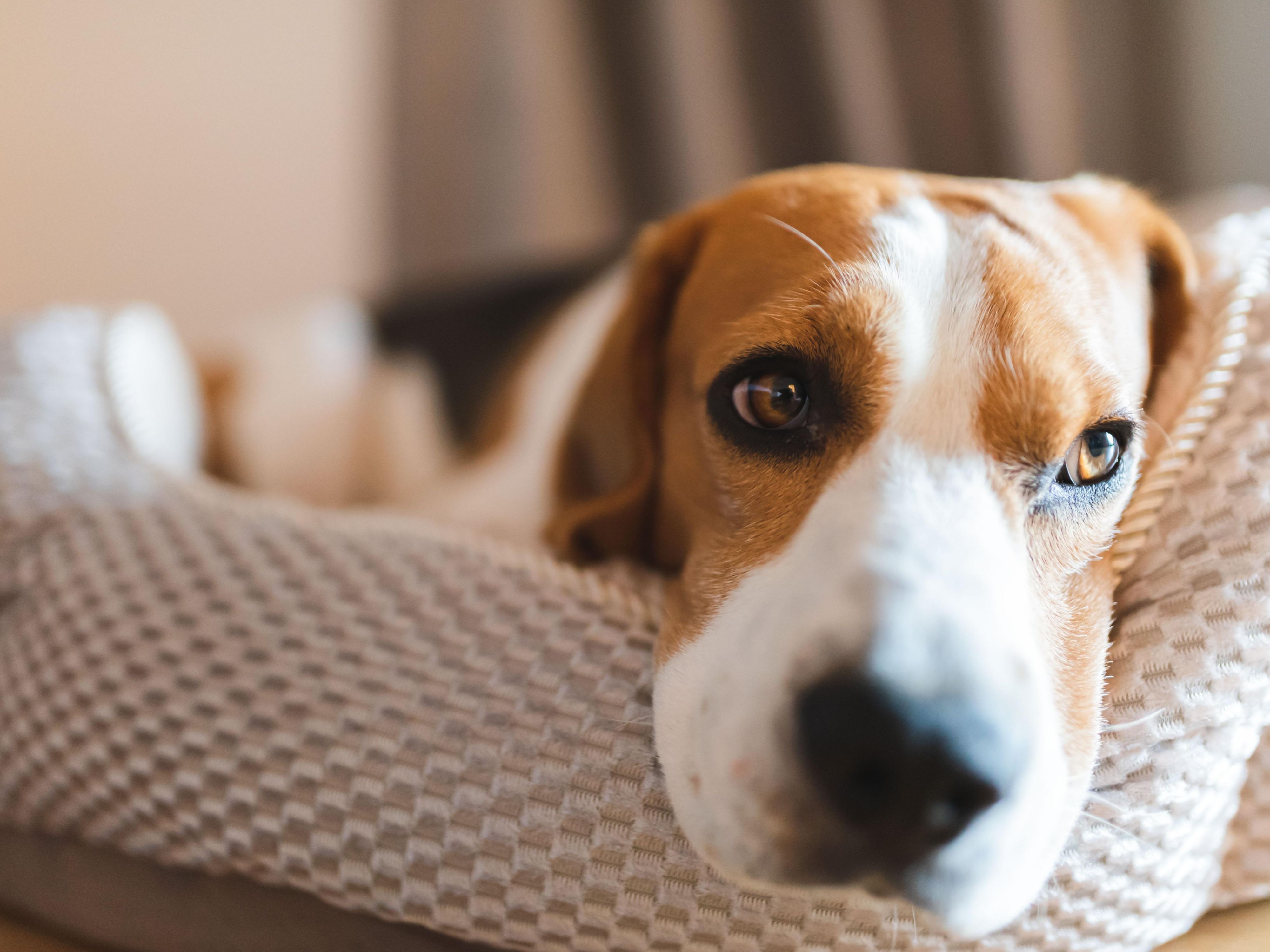 Nashville Downtown Hotel Holiday Inn Nashville Downtown/Broadway