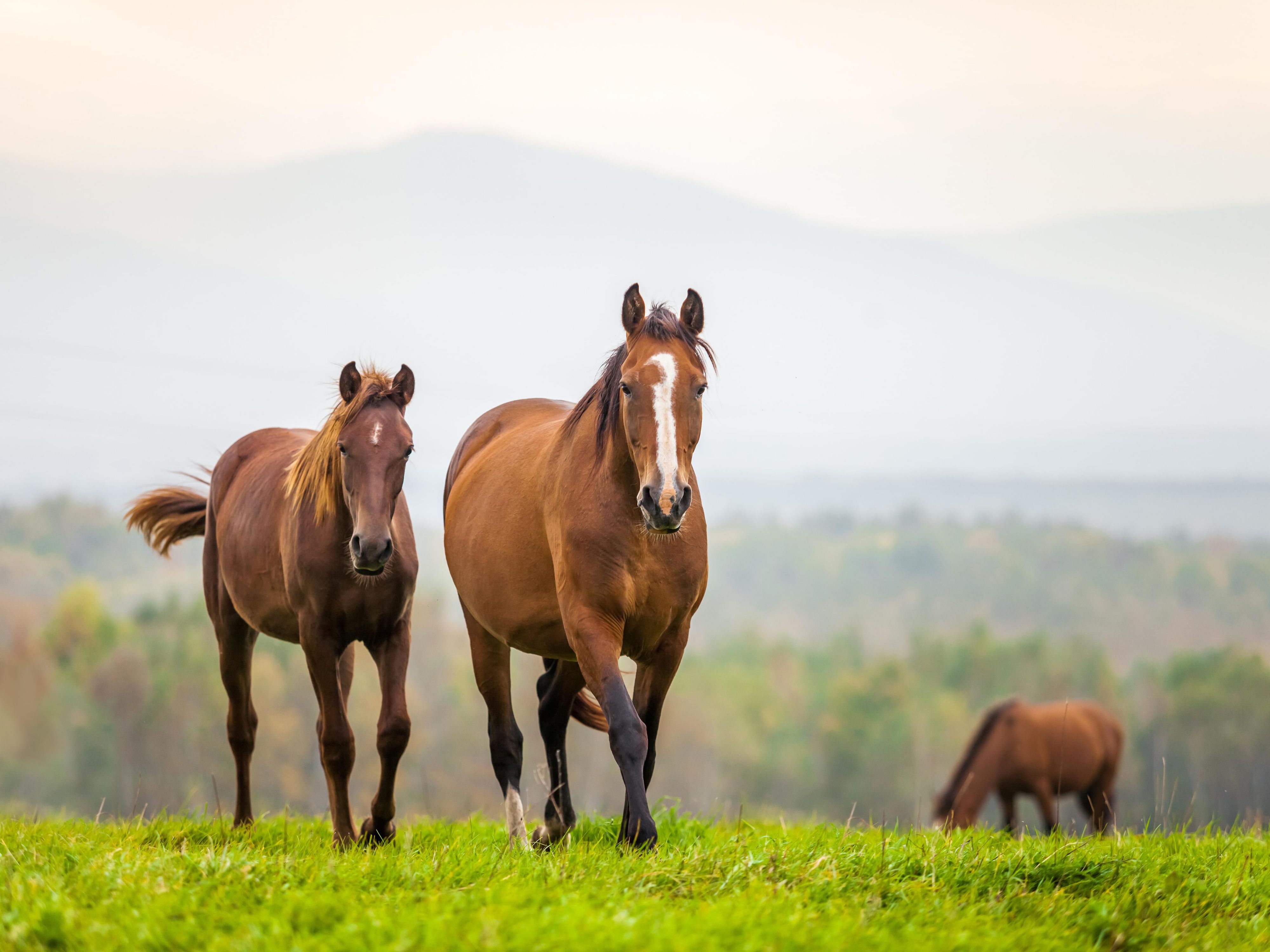 Als erstklassiges Hotel in Ocala ist unser Standort ideal für Besucher, die einen Aufenthalt in der Nähe des Equestrian Center suchen. Wir bieten einen bequemen IHG One Rewards Access zu allen Events und Shows und sind damit der perfekte Ausgangspunkt für Teilnehmer und Zuschauer. Genießen Sie unsere komfortablen Unterkünfte und die hervorragenden Annehmlichkeiten unweit der Location.