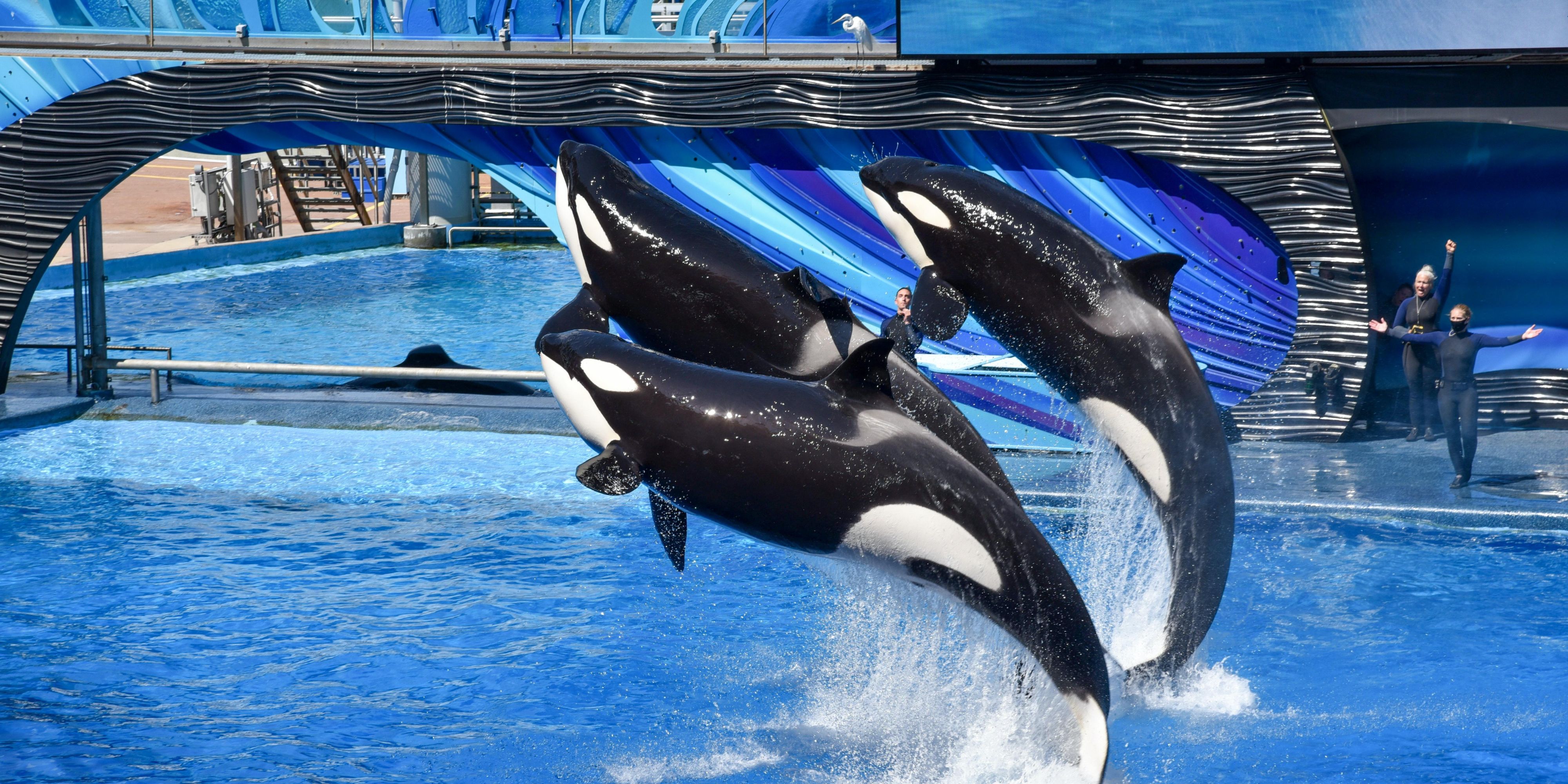 Killer whales at Seaworld