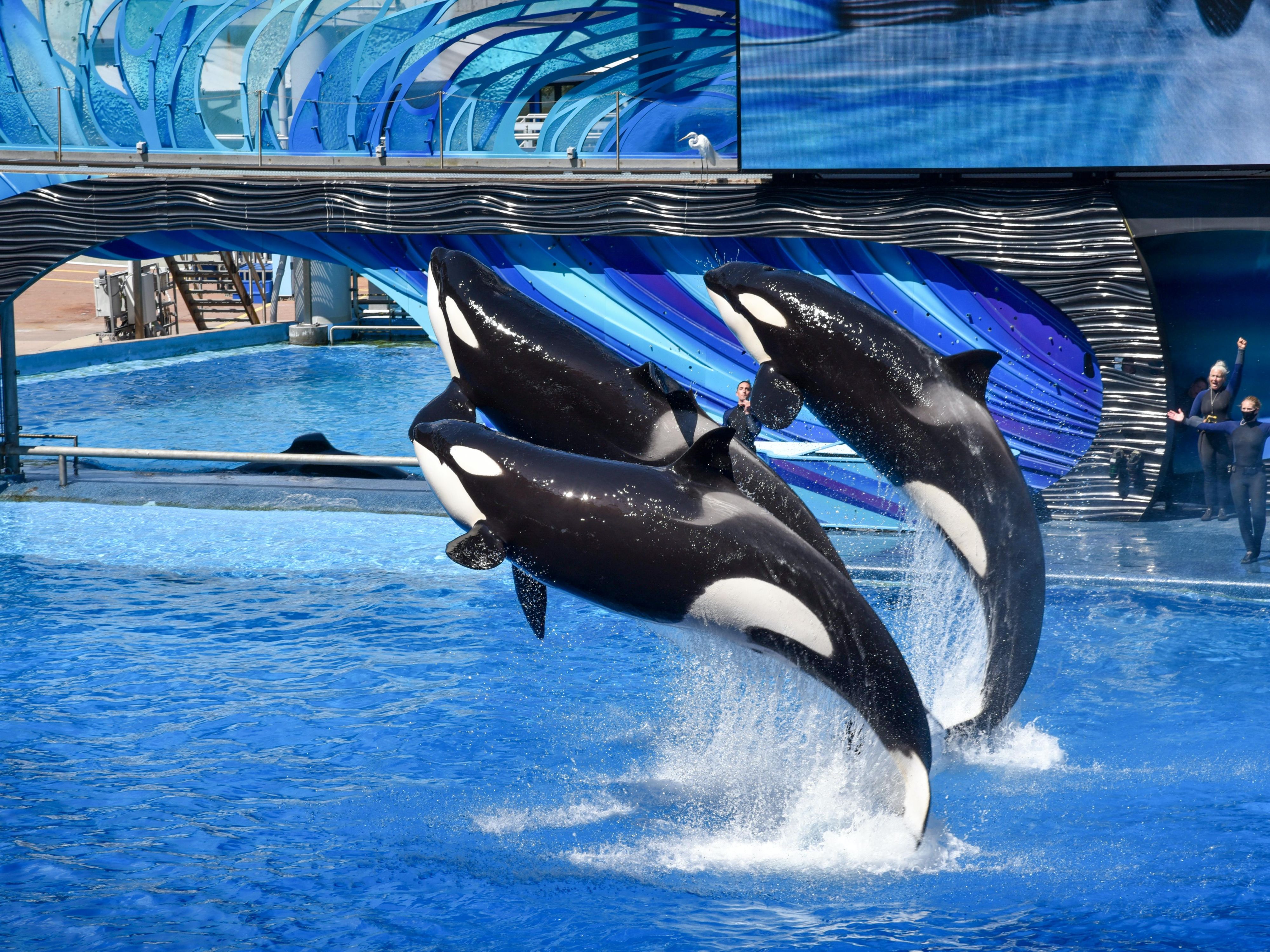 Sea world Whales