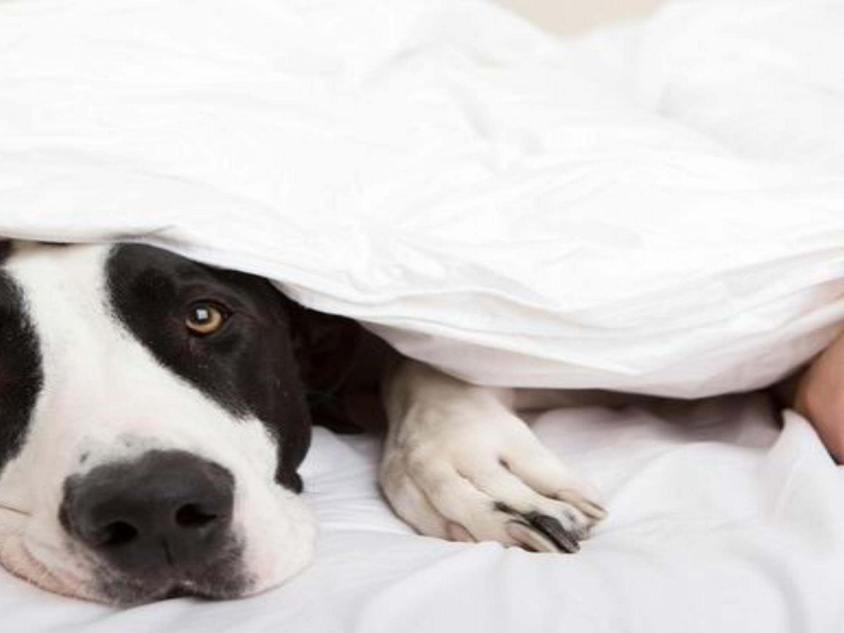We love furry friends of all sizes at the Holiday Inn & Suites St. Catharines. For just $30 per night, we'd love to have the whole family with us. Give us a call at 1 905 688 2324 with any questions.