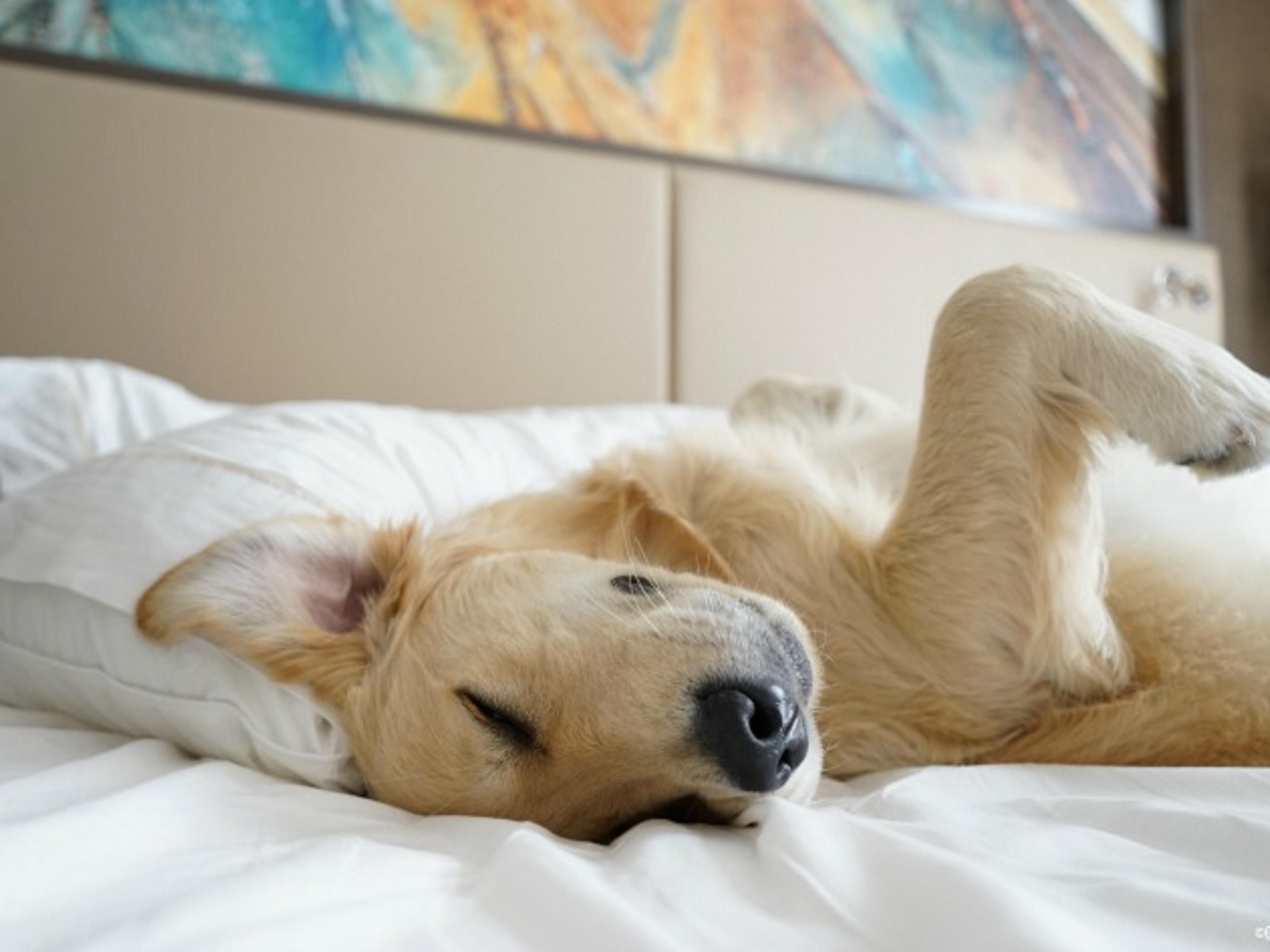 Traveling with Fido or another furry friend? We are a pet-friendly hotel with a great outside walking area. $40 daily fee applies per pet (max 2 pets allowed).
