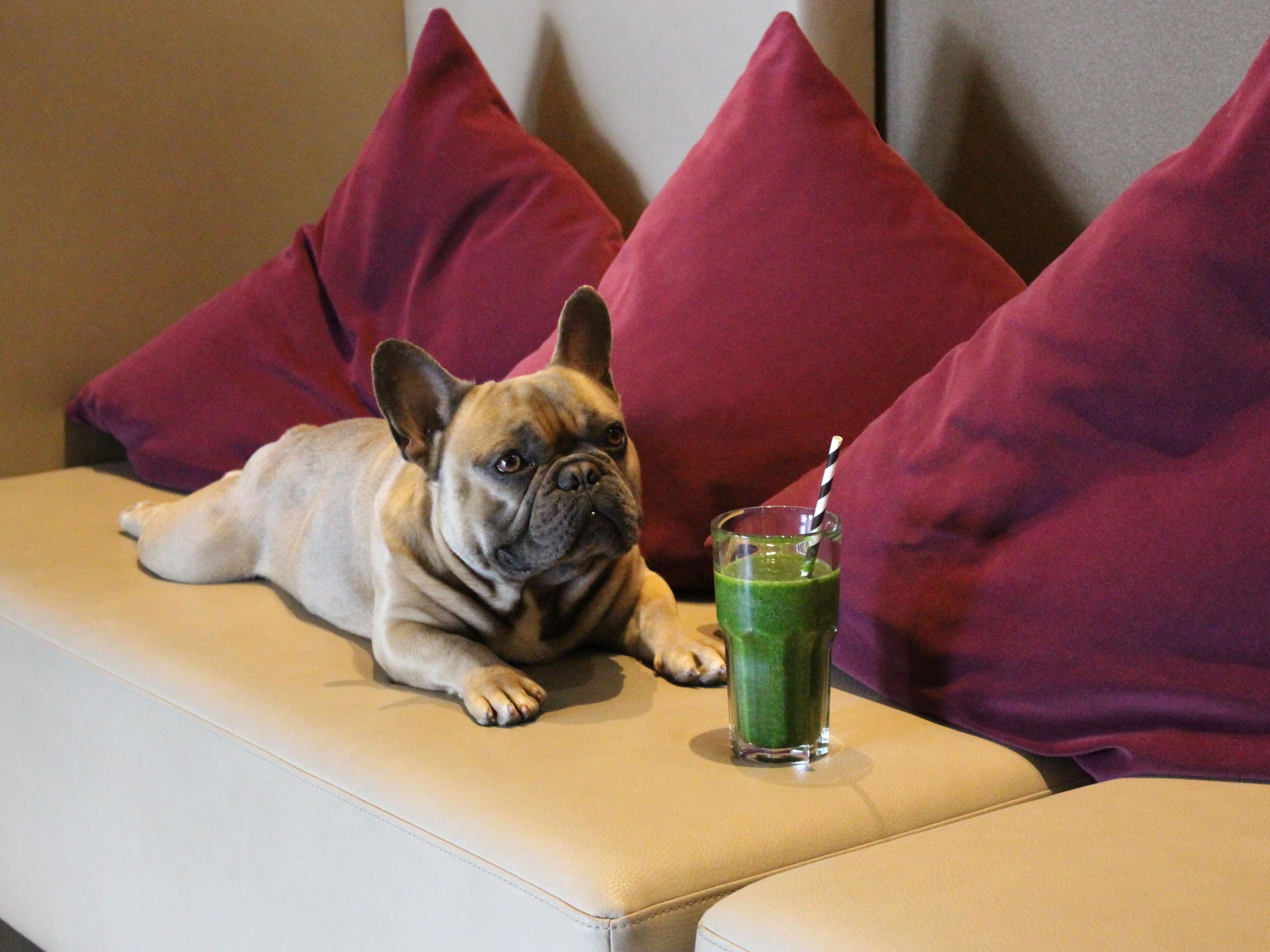 Holiday Inn Kyiv is a pet-friendly hotel! Book a stay with us, so your little friends can feel as comfortable as possible. Contact us to make a booking and find out the details.