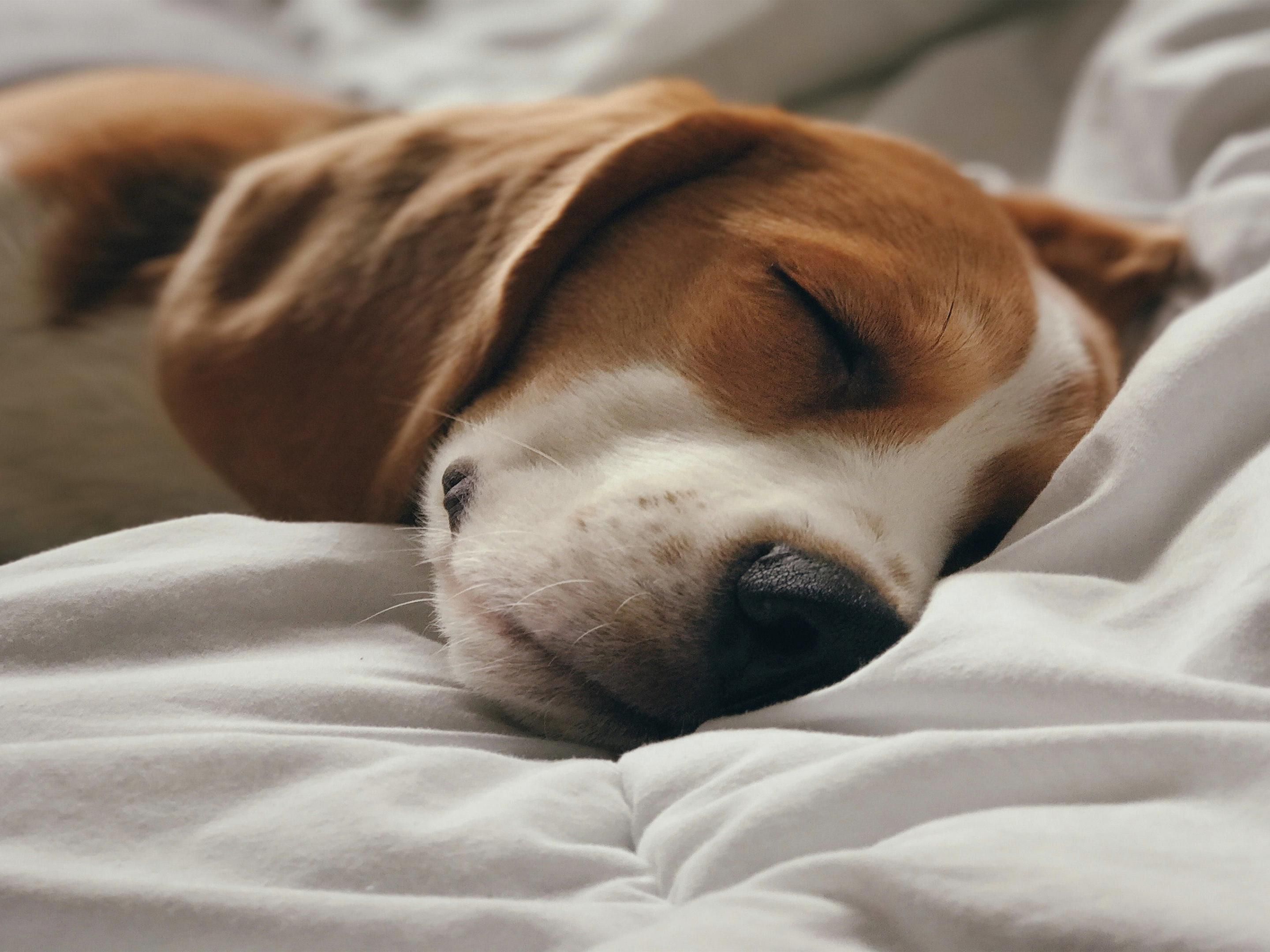 Bring your four-legged family members to our hotel for a tail-wagging good time in Lancaster! We welcome pets up to 35 lbs. A daily fee of $50 applies, ensuring that you and your furry friends enjoy a comfortable stay.