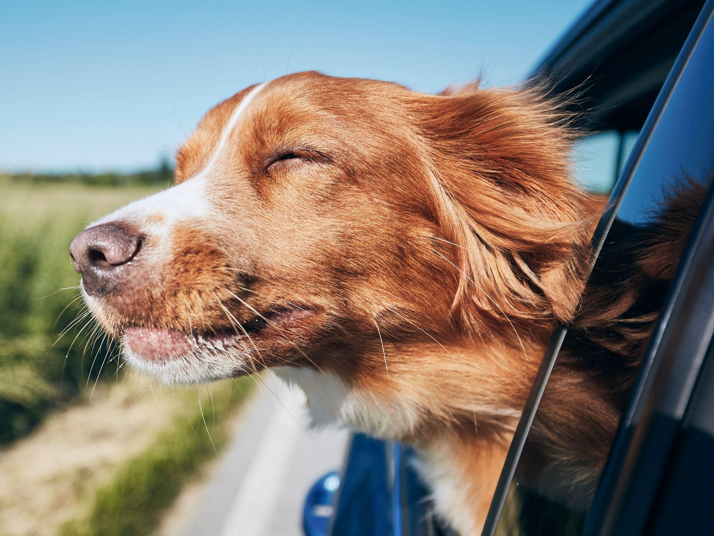 We offer comfortable accommodations for both you and your furry companions at our pet-friendly hotel in Lincoln, NE, along with convenient access to nearby parks and walking trails for easy outdoor time. Whether you're here for a night or an extended stay, your pets are warmly welcomed and treated like family.