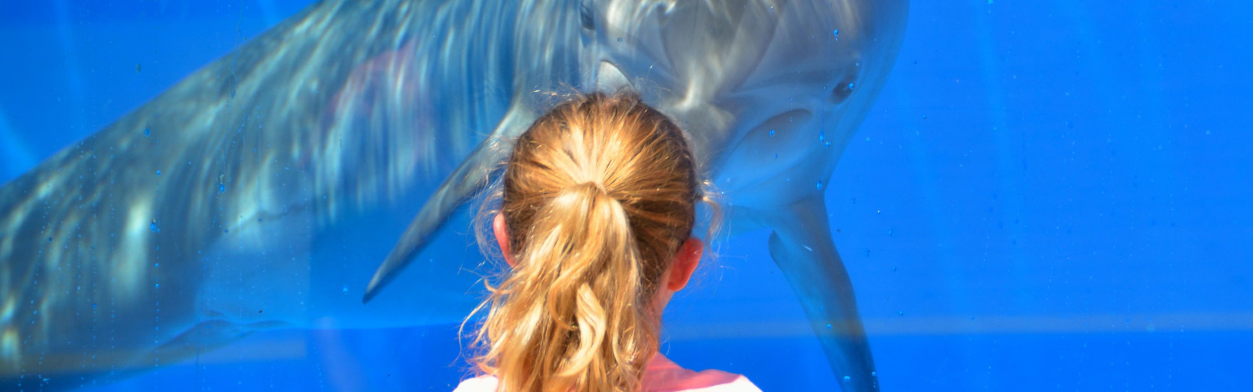 Explore the Aquarium of the Pacific