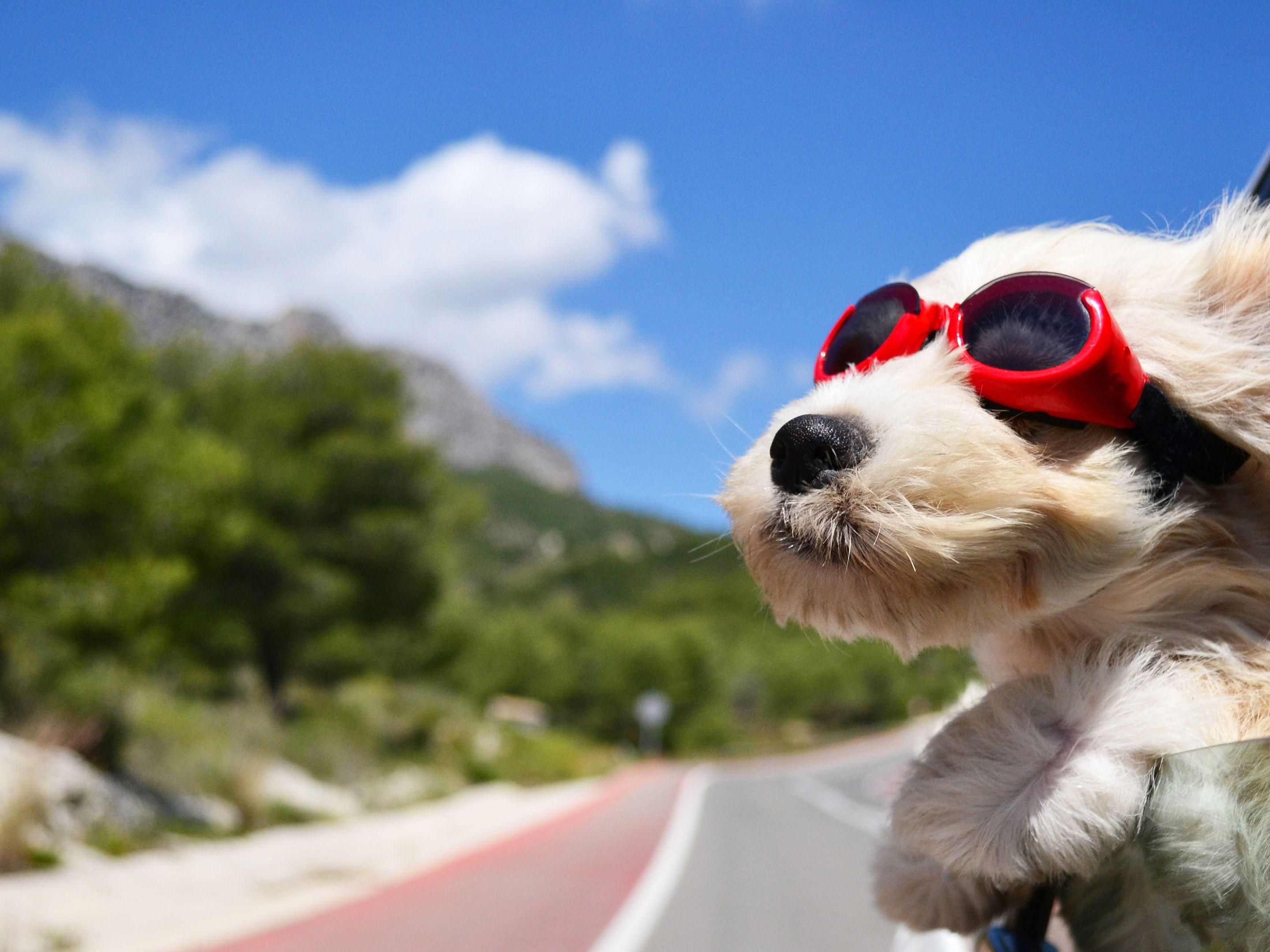 We proudly welcomes pets, ensuring that every guest, four legged friends included, feels right at home. With designated pet friendly rooms and convenient outdoor areas for walks and playtime, your furry companions can enjoy a comfortable and relaxing stay by your side. Our friendly team is always happy to accommodate pets, making travel simple.