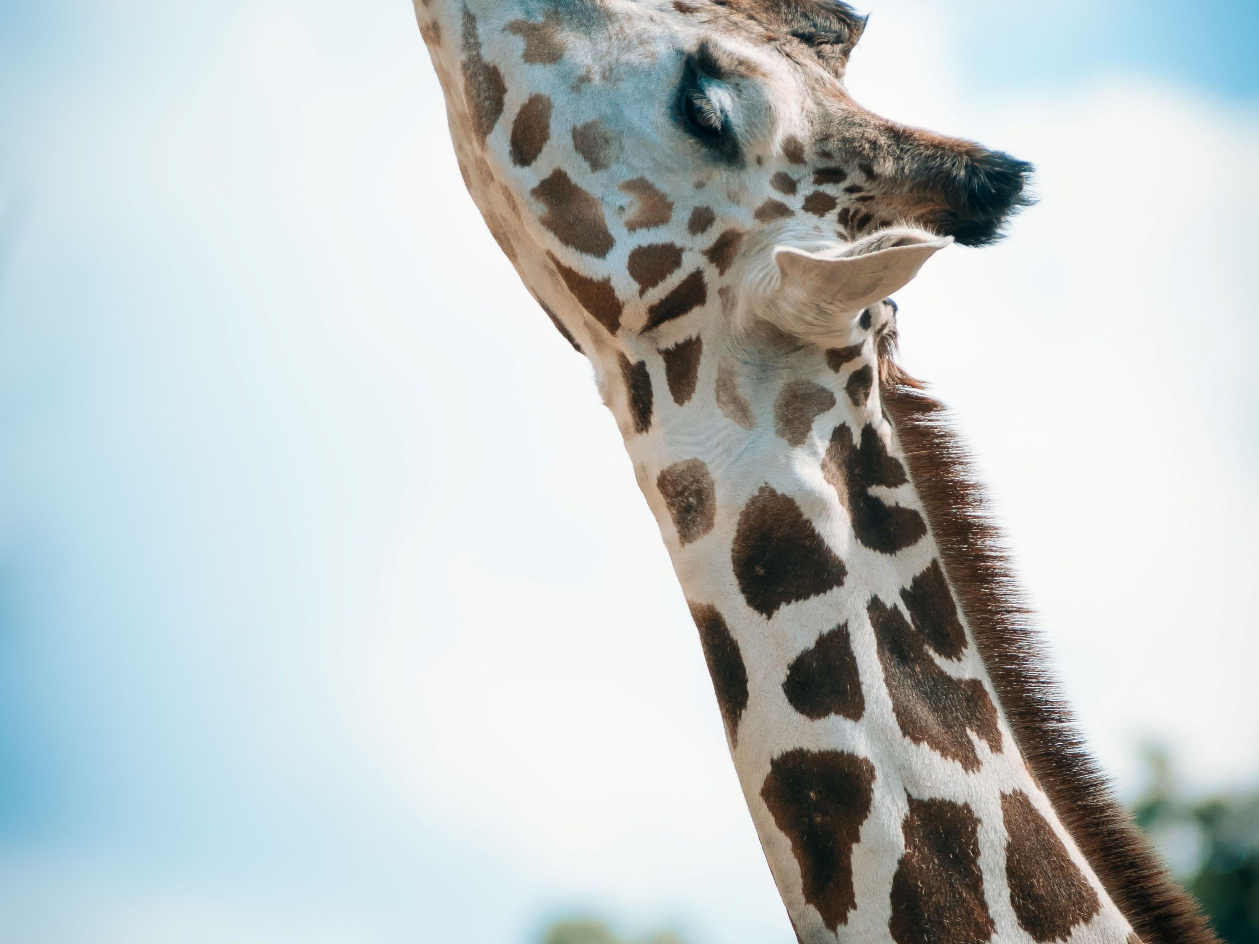 Come and enjoy our local zoo with a variety of wildlife and exhibits. Feed the giraffes, ride the Safari railway, enjoy the many different exhibits.