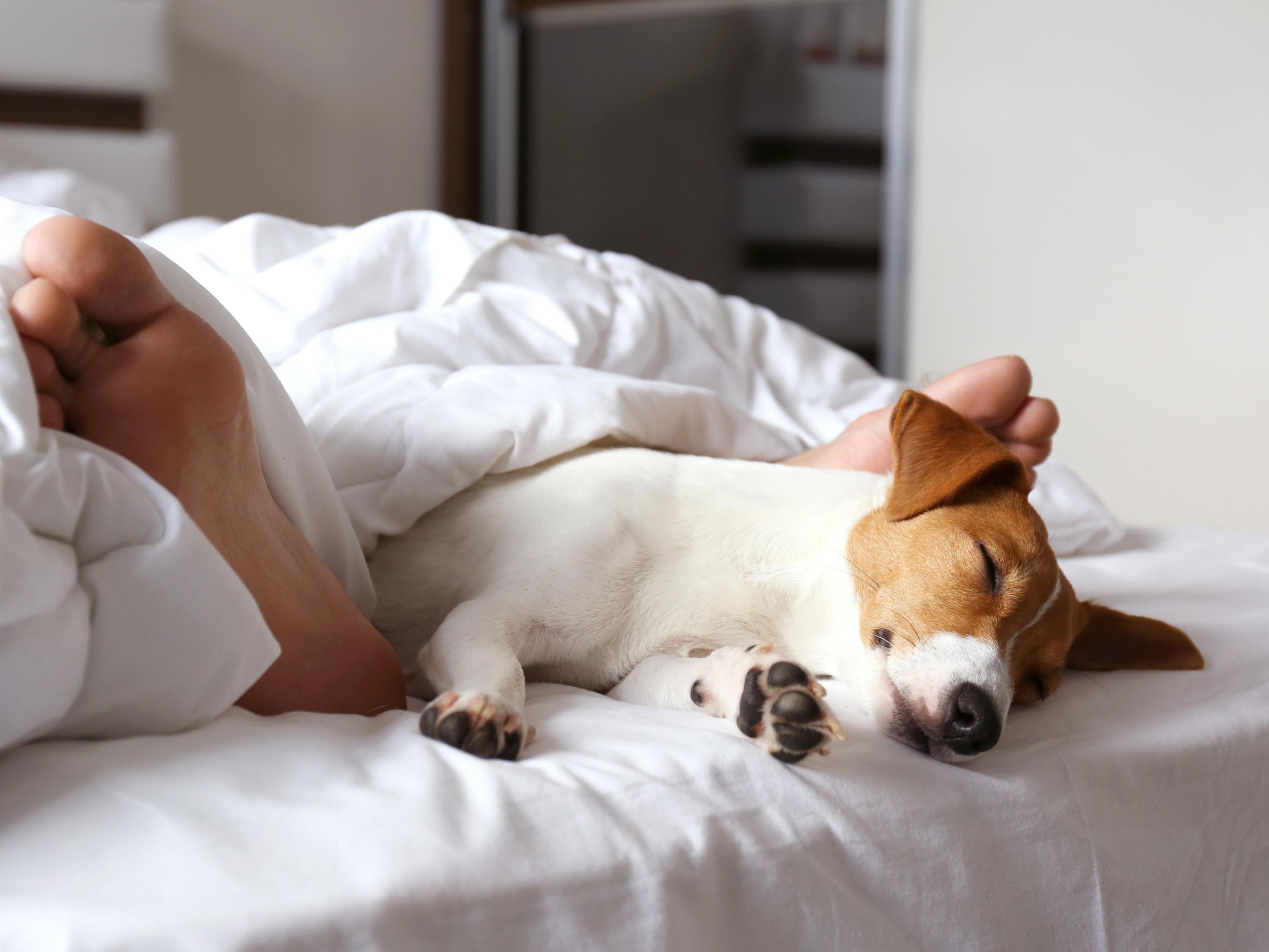 Our hotel warmly welcomes one dog or cat per room, ensuring a delightful stay for both you and your furry friend. A nominal EUR 20 per night ensures their comfort and happiness during your visit.