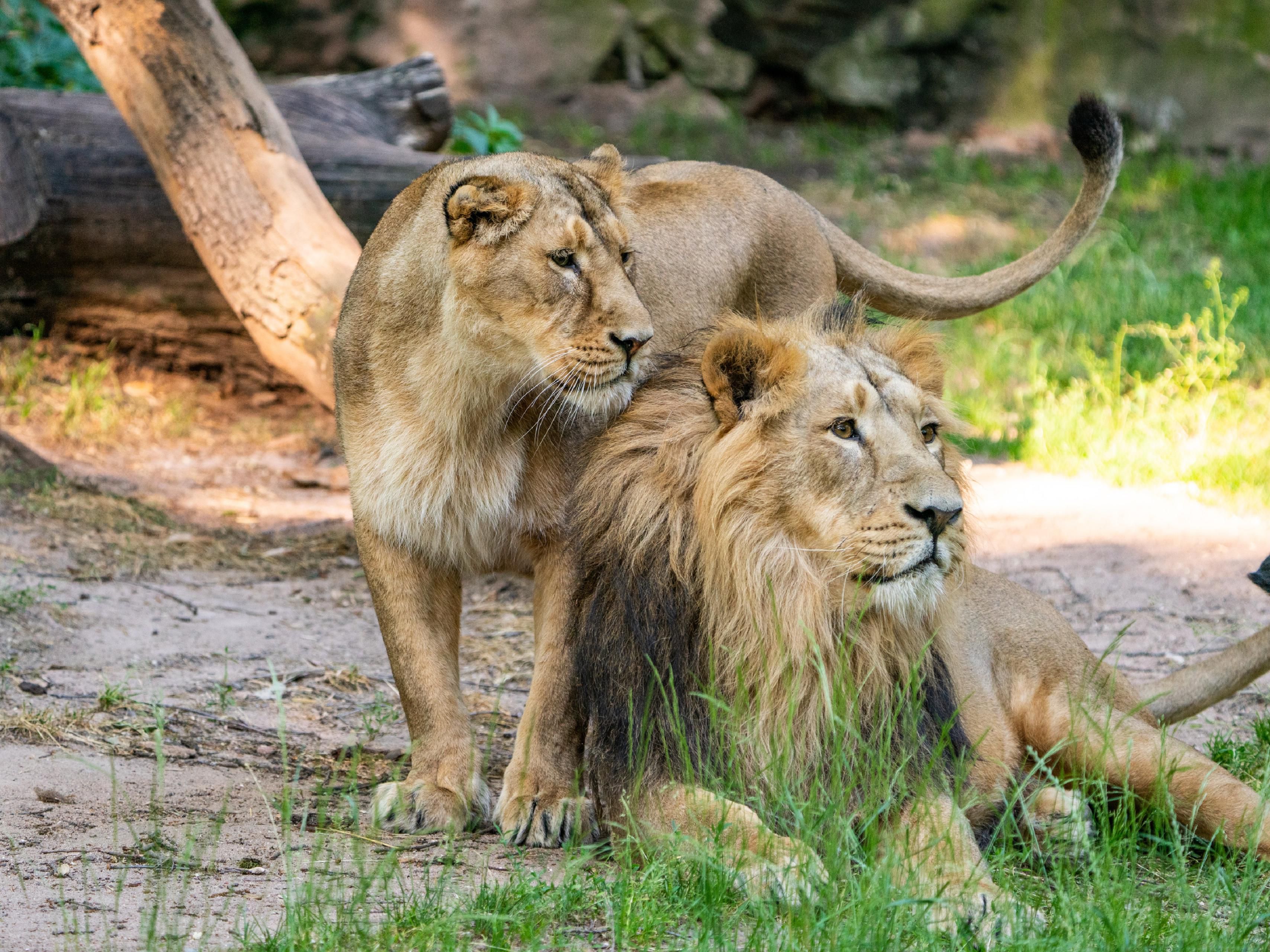 The zoo is always worth a visit! It is located 15km from our hotel. Copyright by Tiergarten Nürnberg / Tom Burger