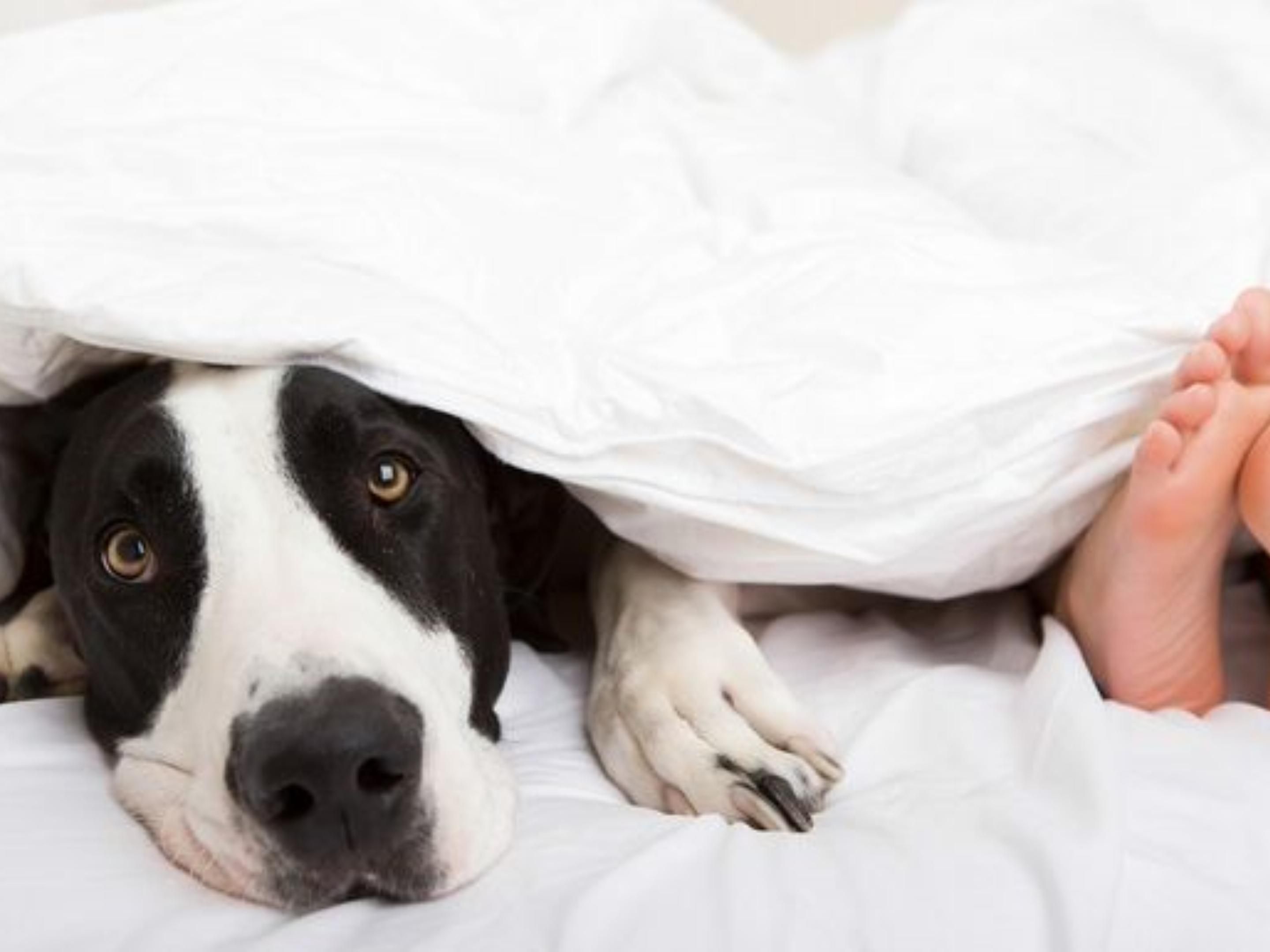 Pets stay for free!
