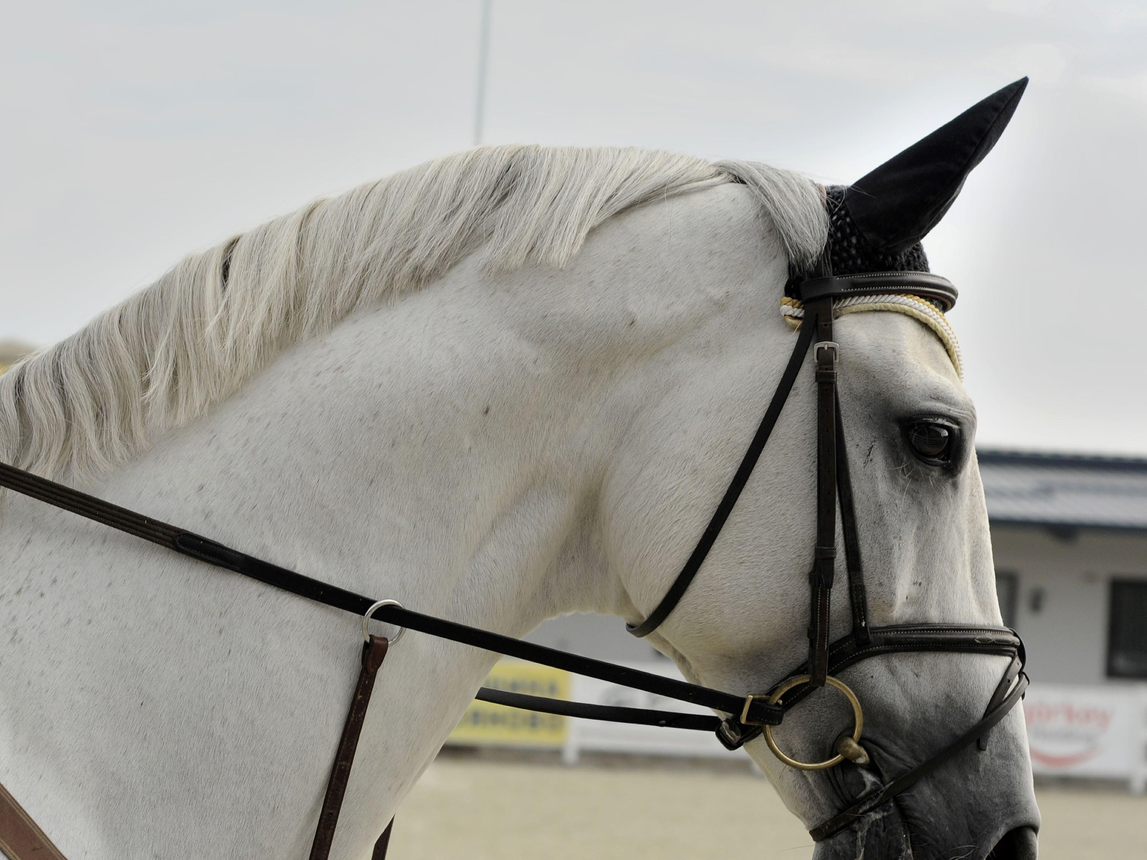The Colorado Horse Park, located in Parker, Colorado, is home to a number of equestrian events including top hunter/jumper, dressage, and eventing competitions during the spring, summer, and fall seasons. The facility also includes annual boarding for over 100 horses.